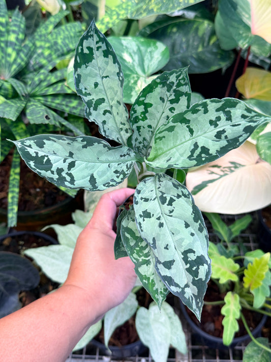 Aglaonema Pictum Tricolor Hybrid M50