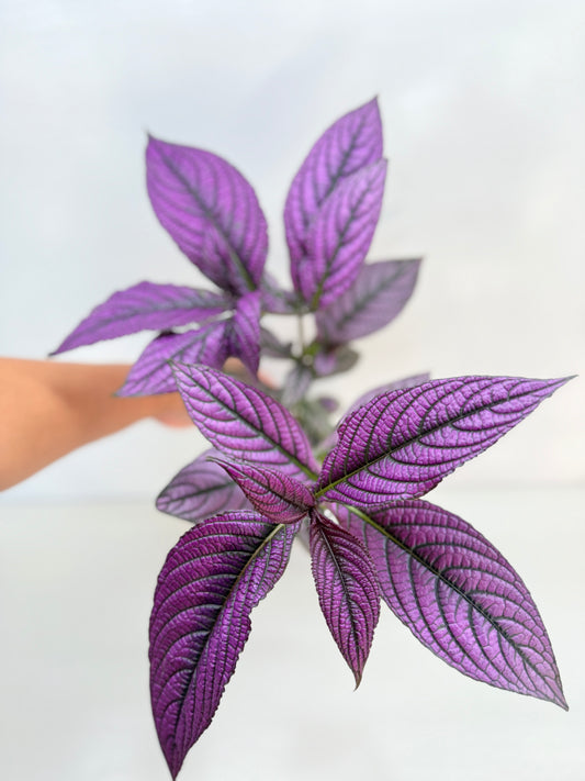 Strobilanthus Dyerianus 'Persian Shield' C27