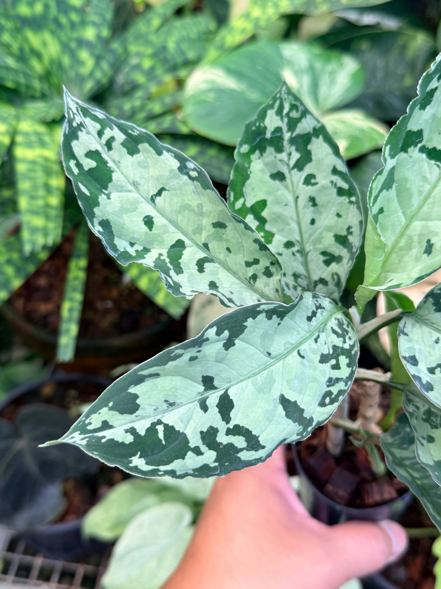 Aglaonema Pictum Tricolor Hybrid M50