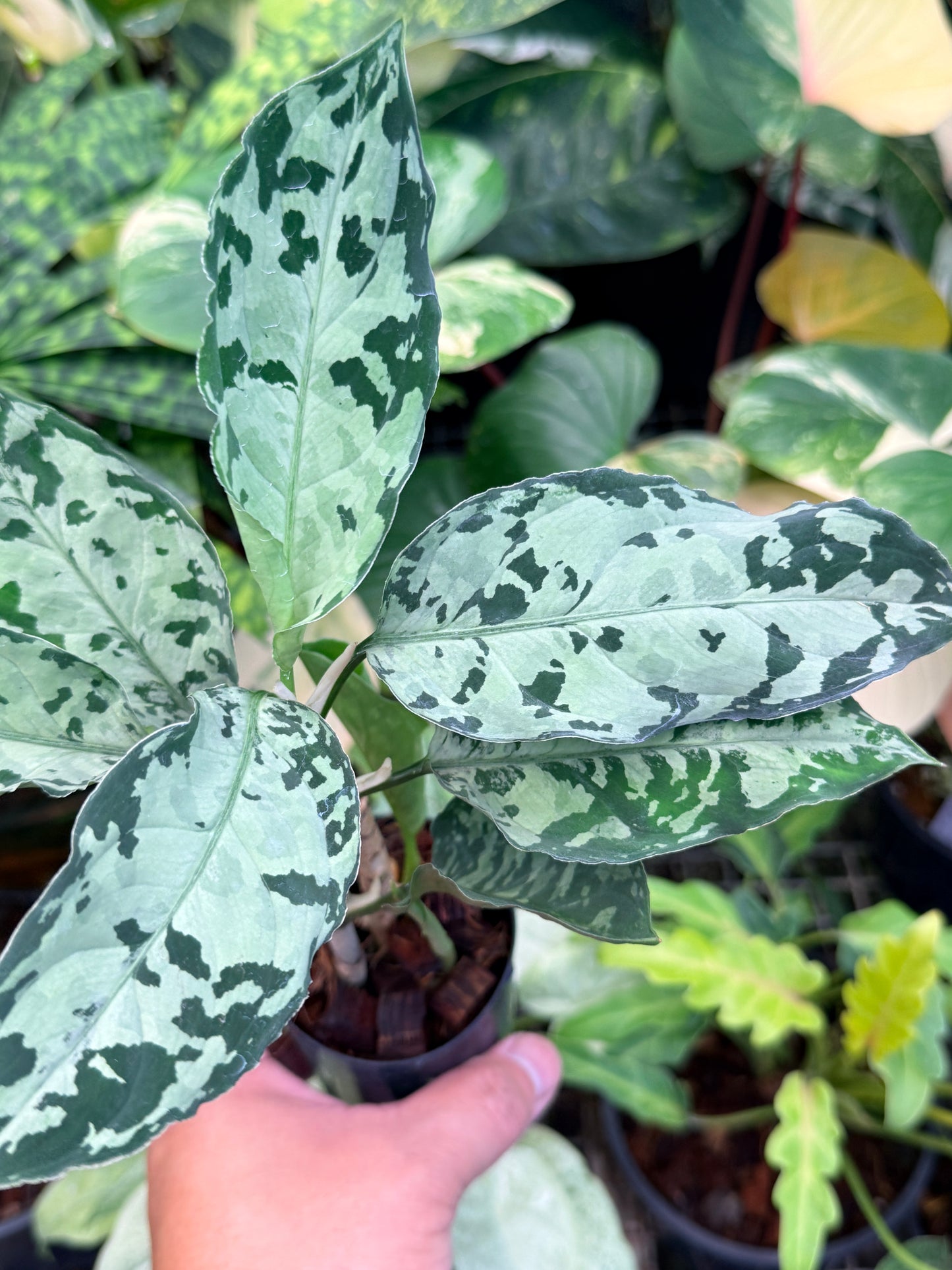 Aglaonema Pictum Tricolor Hybrid M50