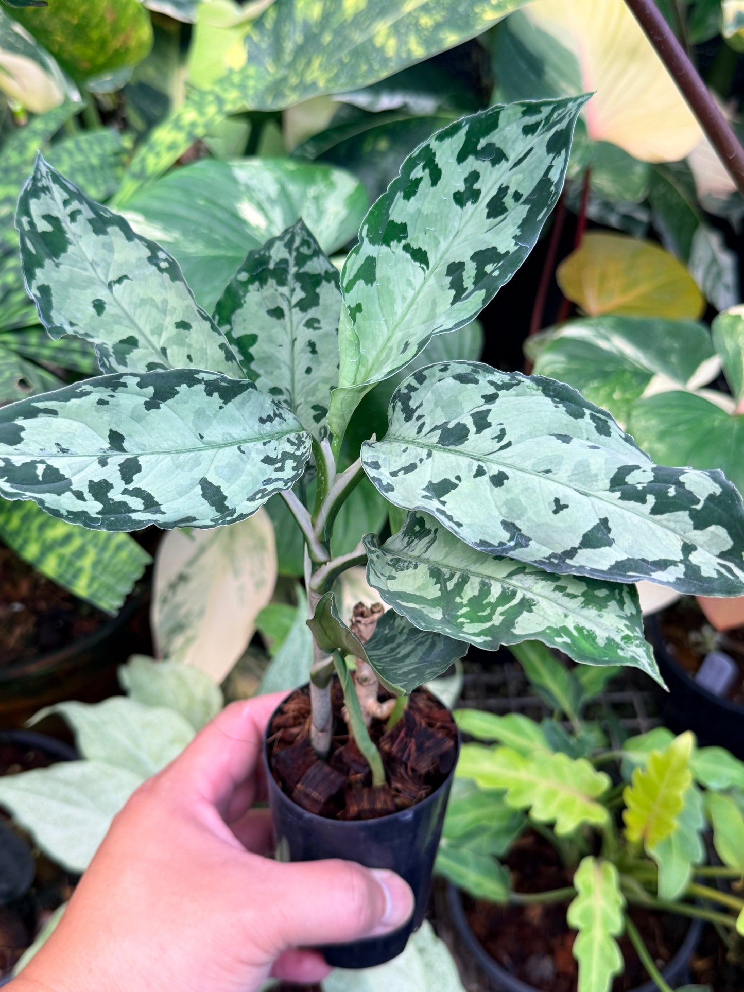 Aglaonema Pictum Tricolor Hybrid M50