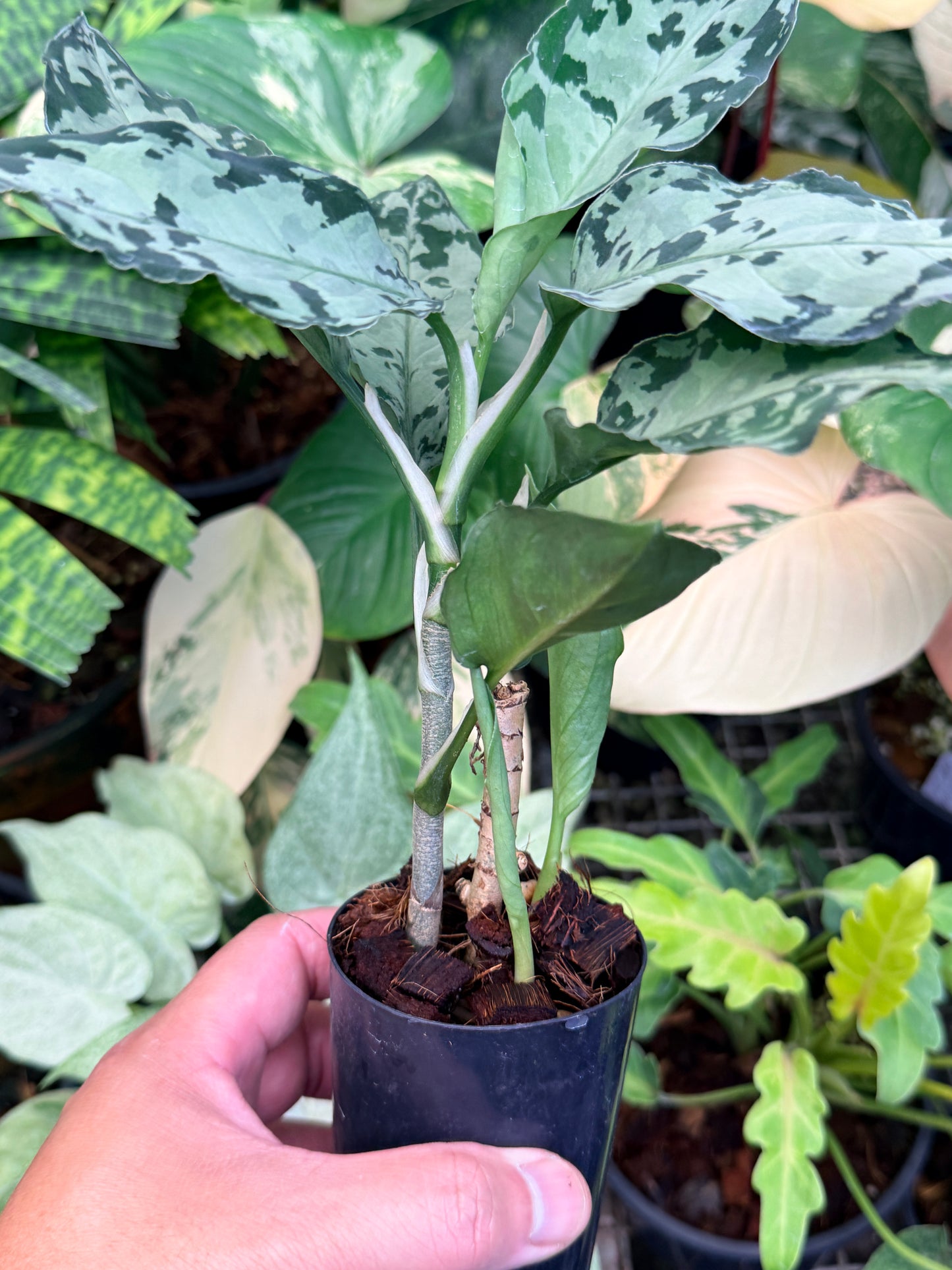 Aglaonema Pictum Tricolor Hybrid M50