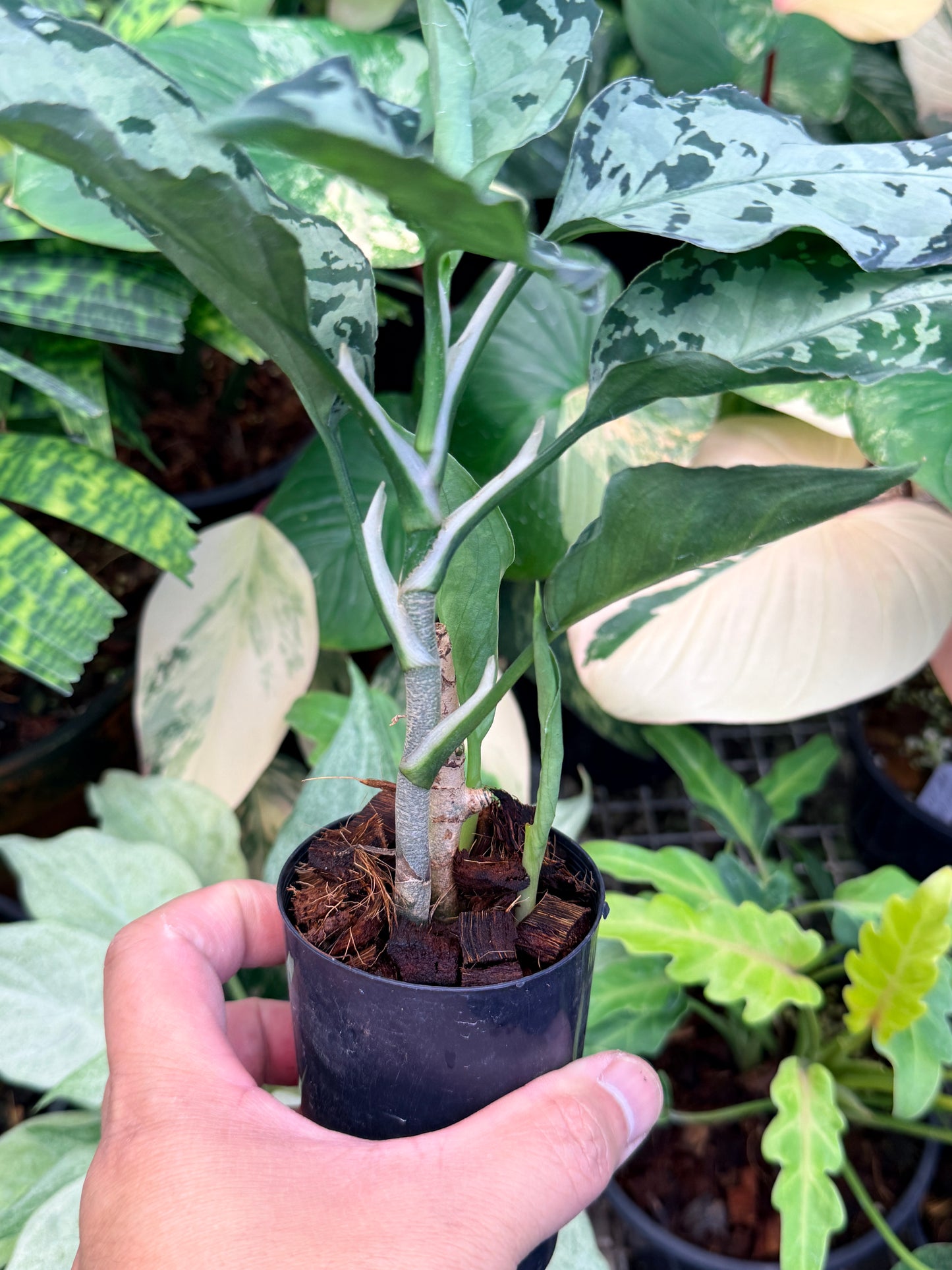 Aglaonema Pictum Tricolor Hybrid M50