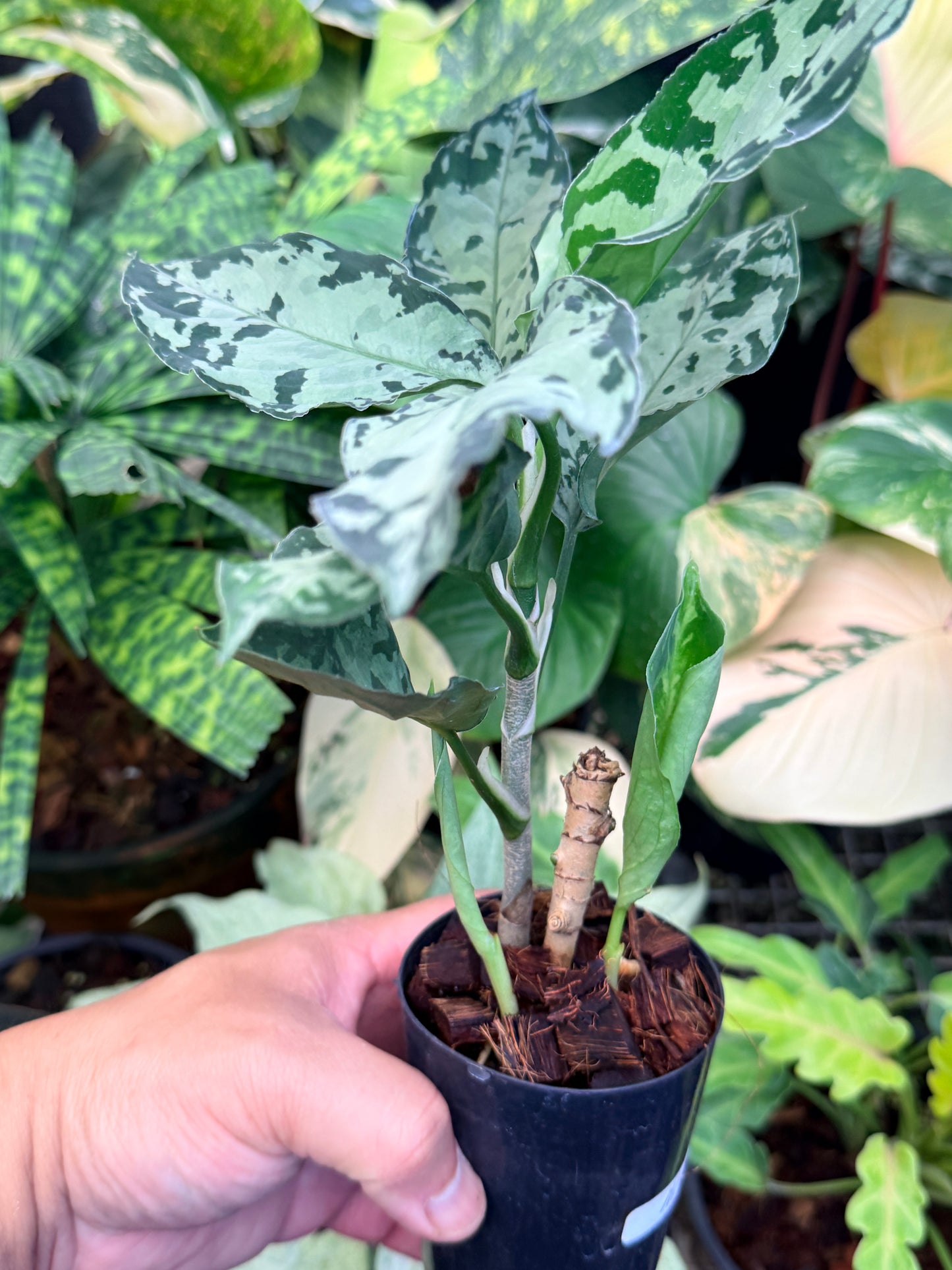 Aglaonema Pictum Tricolor Hybrid M50