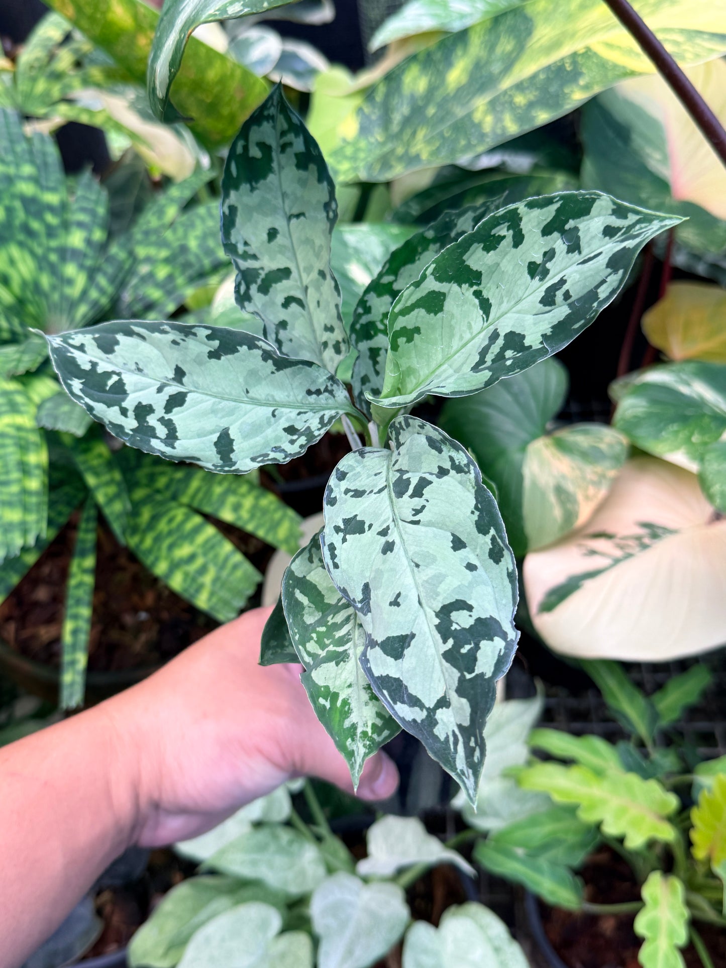 Aglaonema Pictum Tricolor Hybrid M50