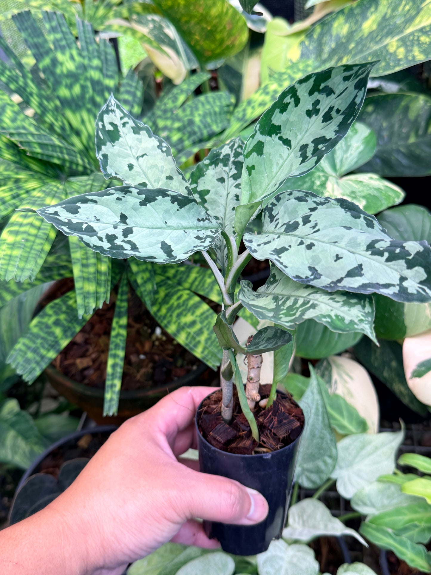 Aglaonema Pictum Tricolor Hybrid M50