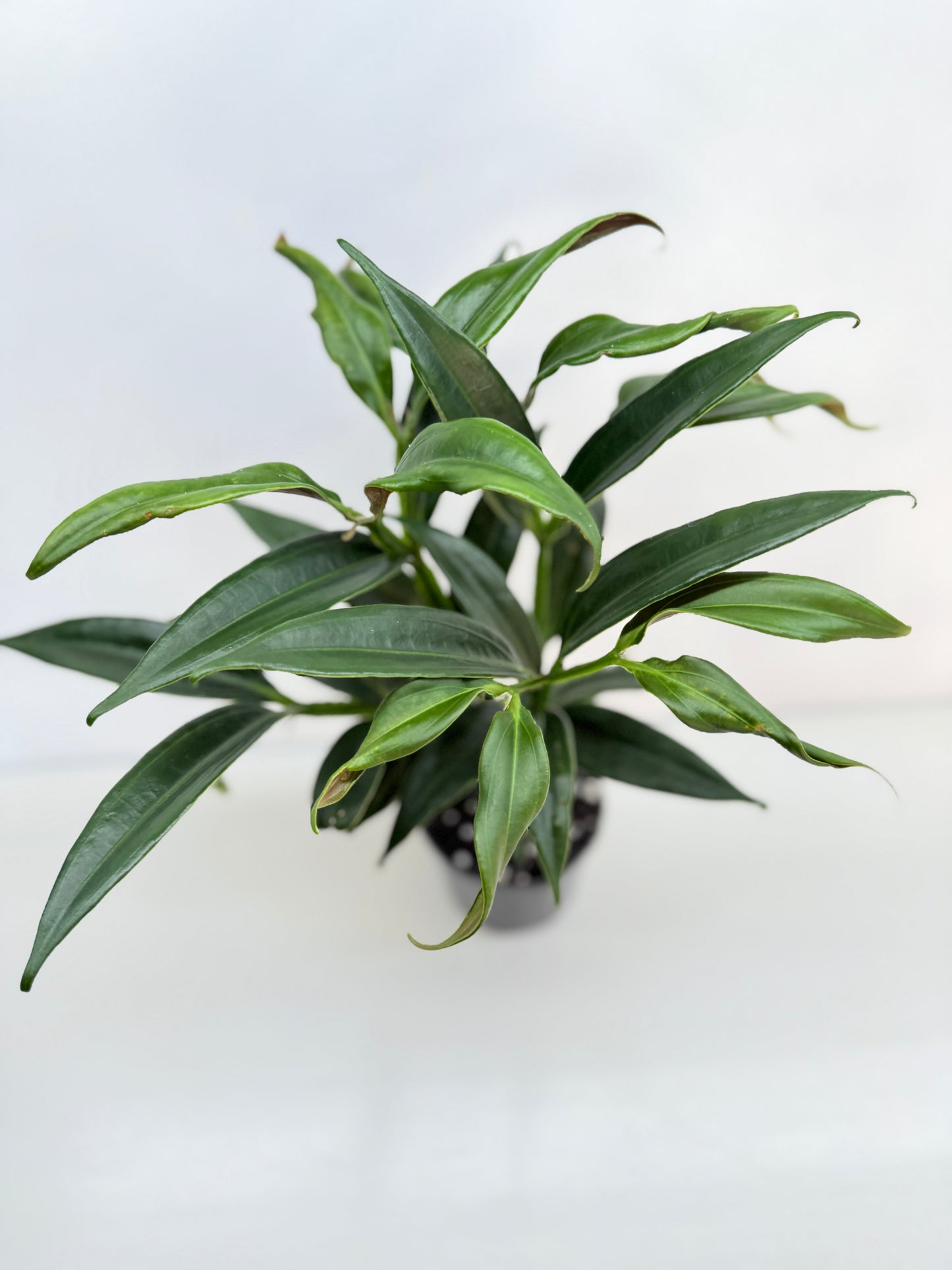 Medinilla dolichophylla 'Chandelier Plant' C30