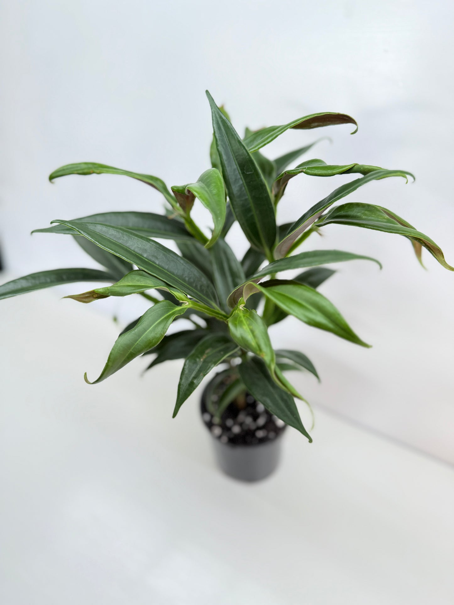 Medinilla dolichophylla 'Chandelier Plant' C30