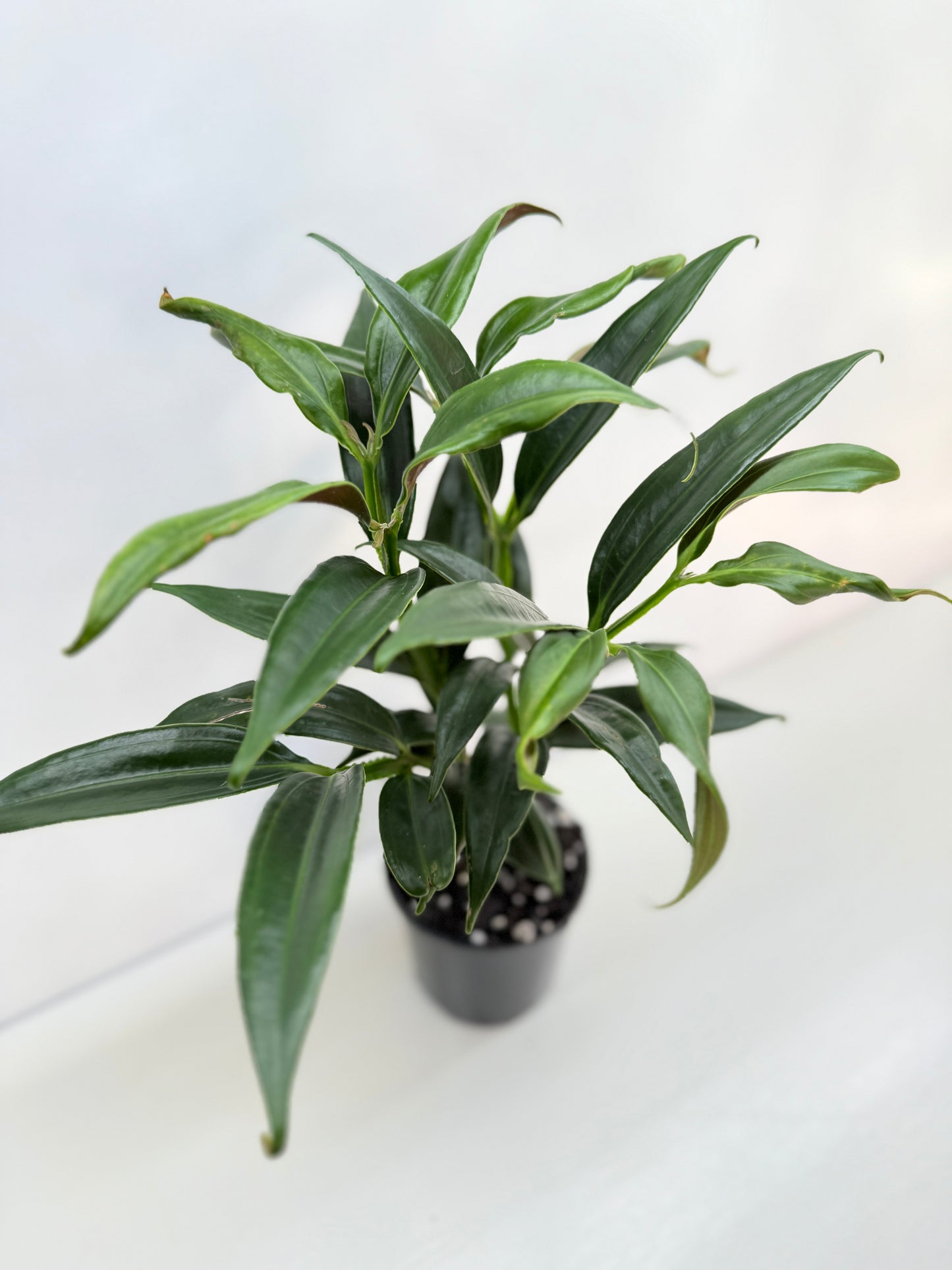 Medinilla dolichophylla 'Chandelier Plant' C30