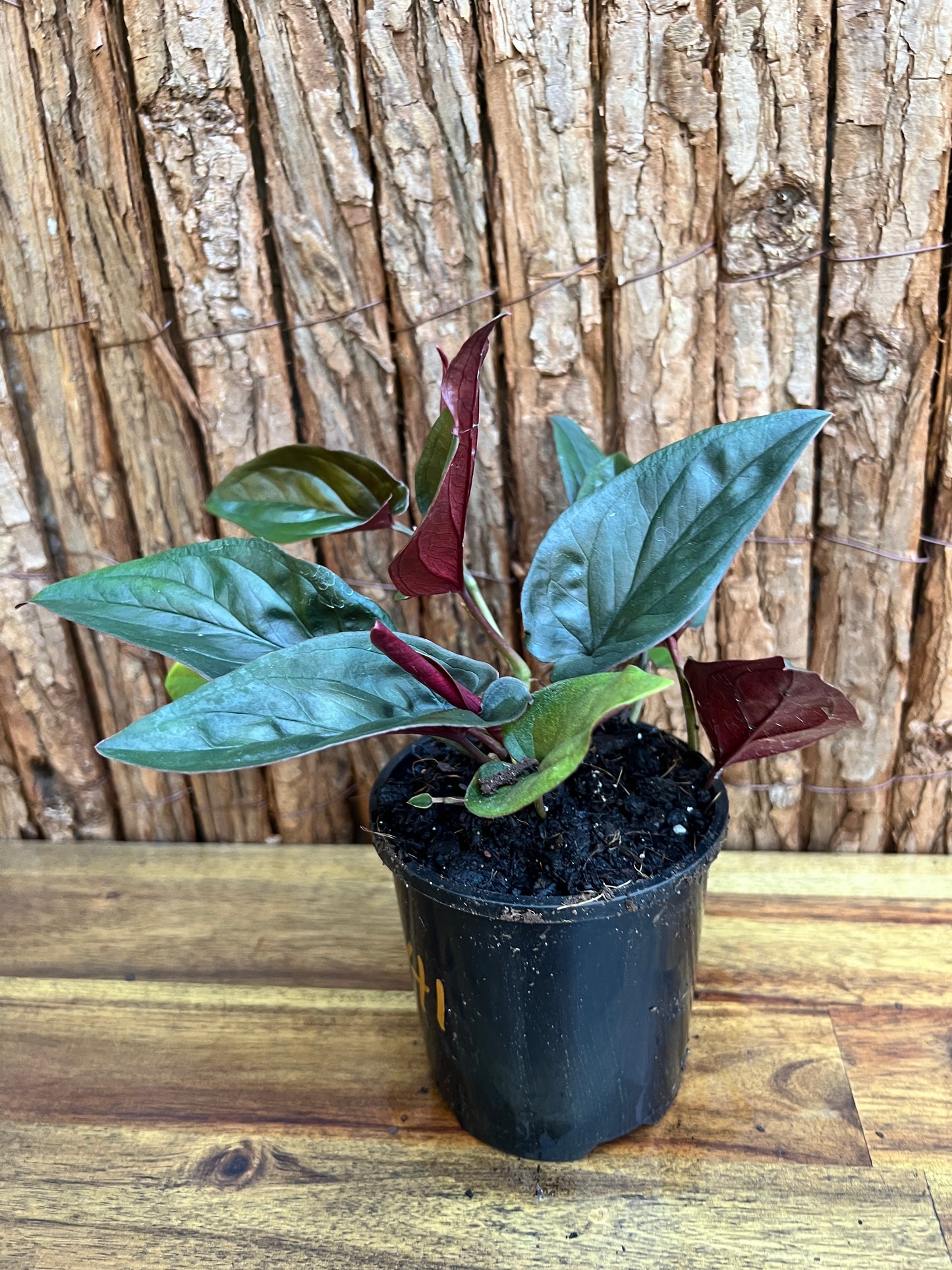 Syngonium erythrophyllum Red Arrow B141