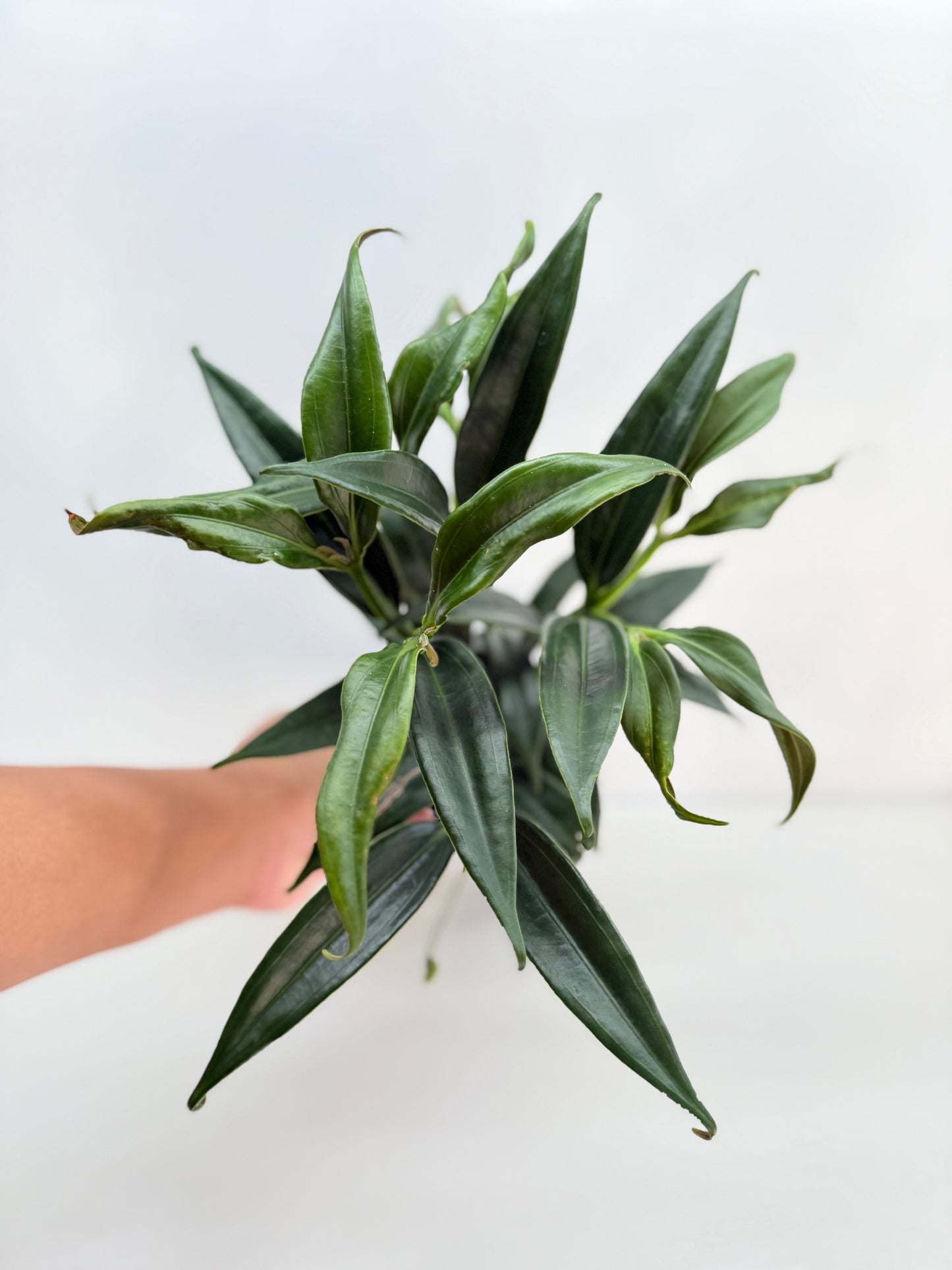 Medinilla dolichophylla 'Chandelier Plant' C30