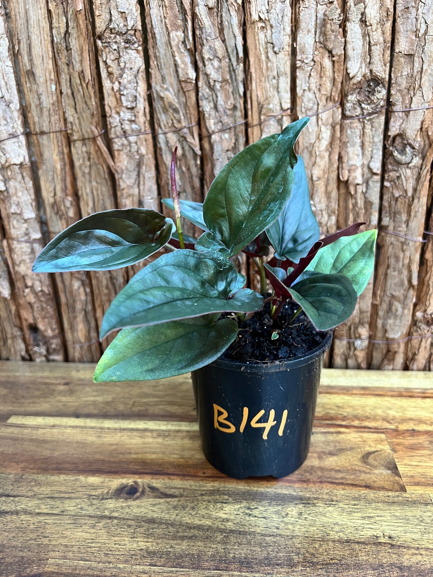 Syngonium erythrophyllum Red Arrow B141