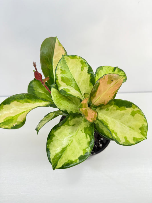 Hoya autralis 'Lisa' C33