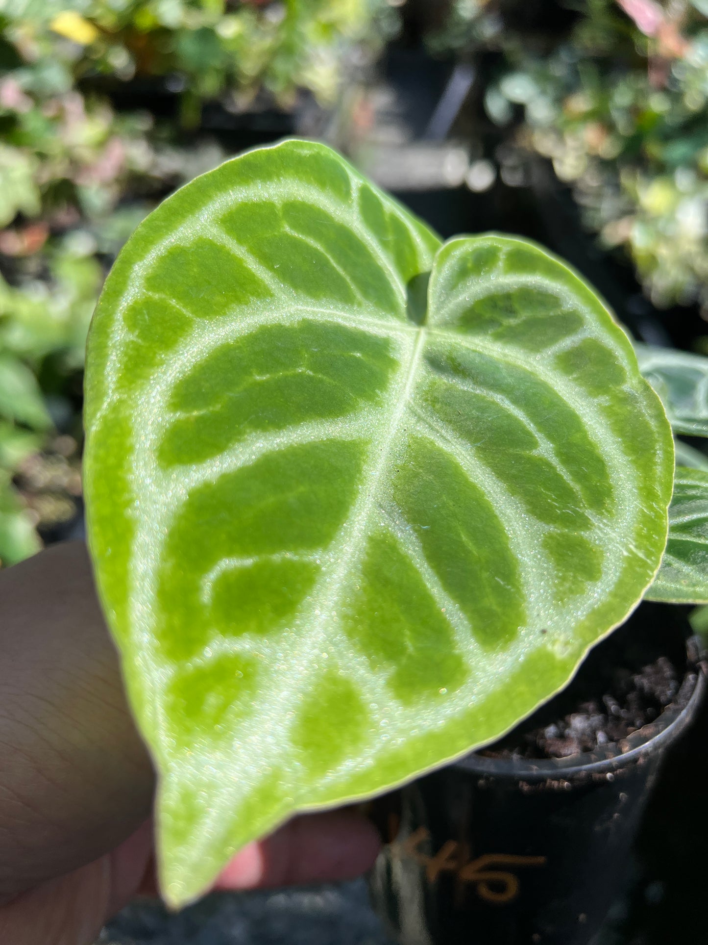 Anthurium crystallinium Dorayaki - The Silver Shine Anthurium B145