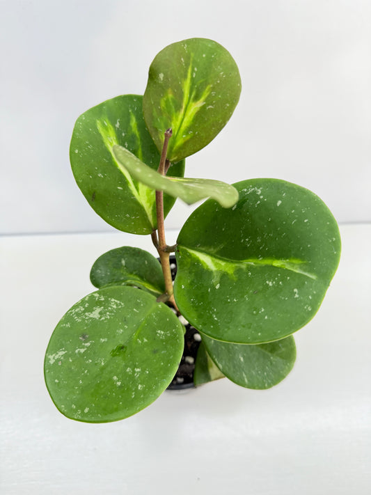 Hoya obovata variegata C36