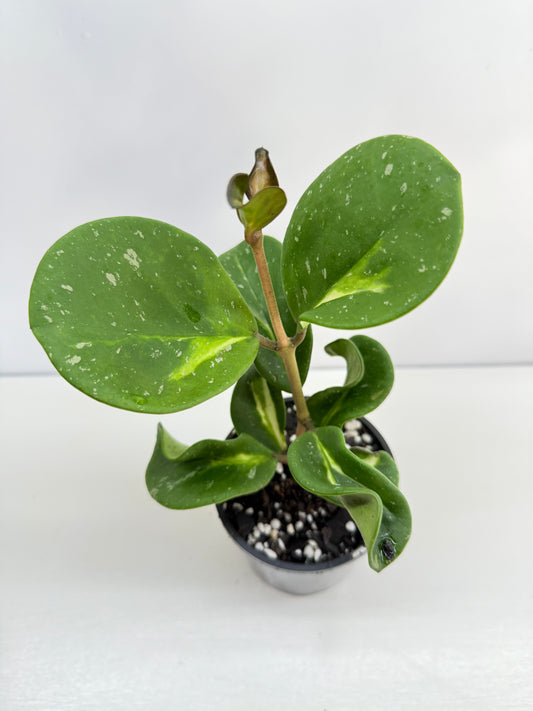 Hoya obovata variegata C37