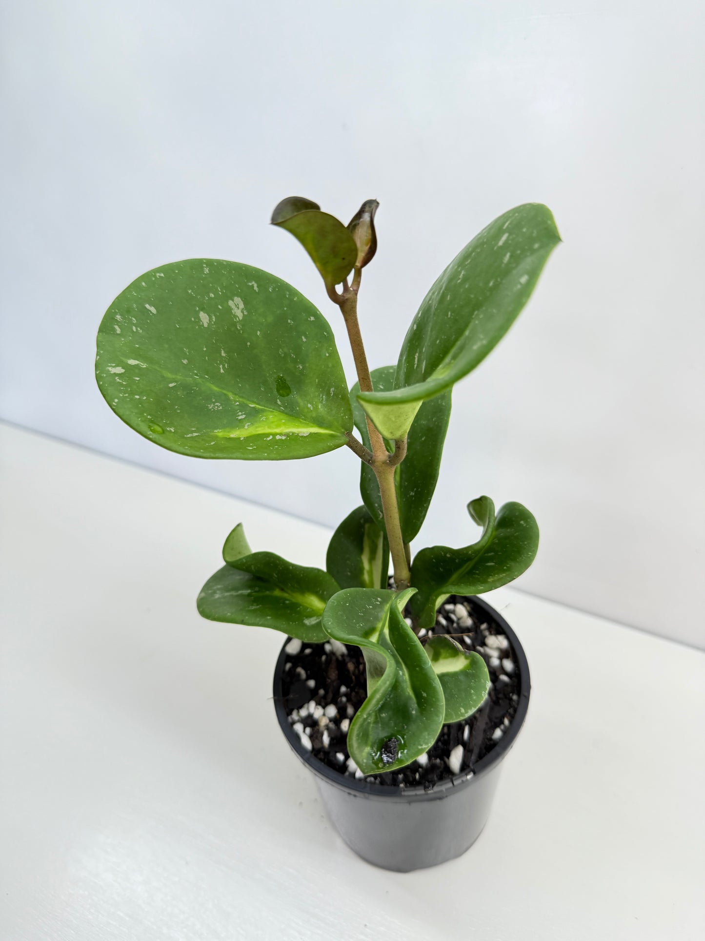 Hoya obovata variegata C37