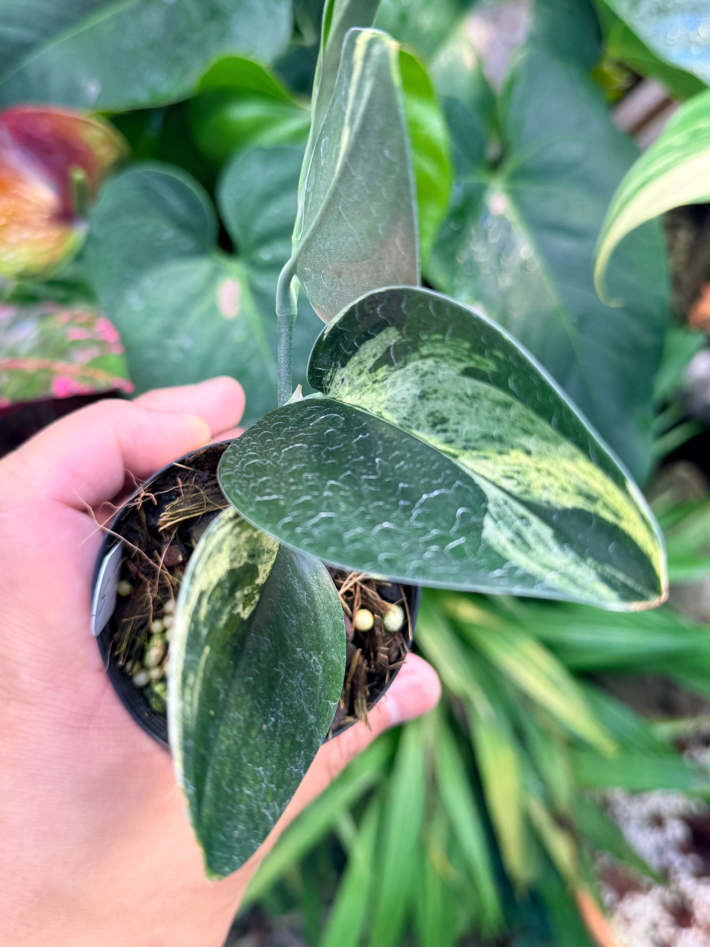 Scindapsus treubii Dark Form Variegated M53