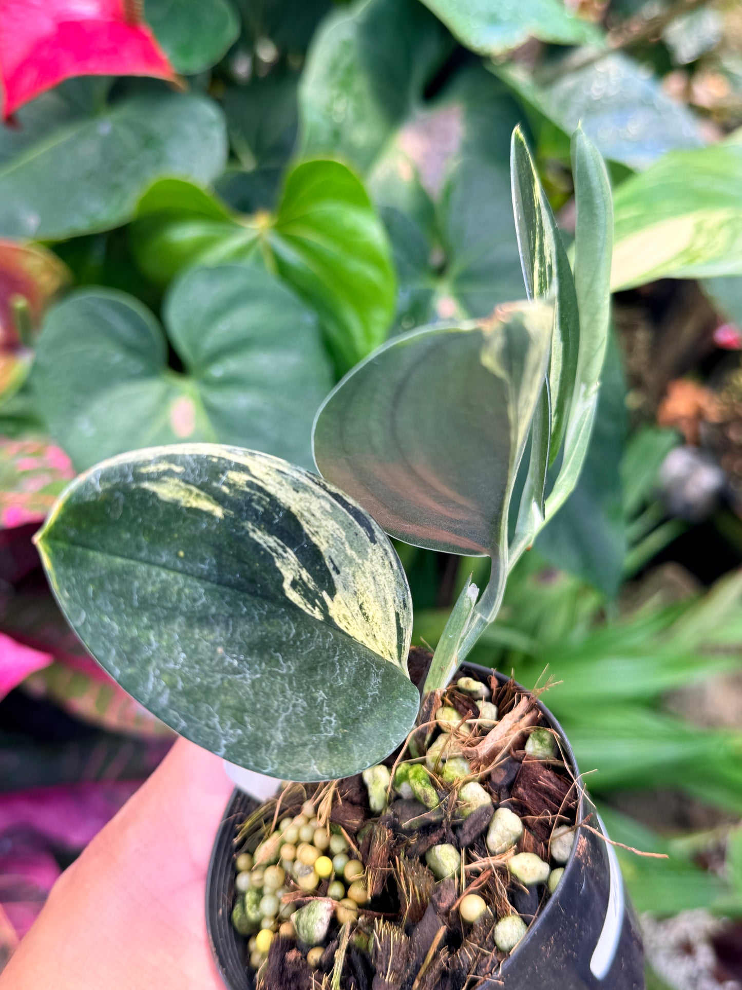 Scindapsus treubii Dark Form Variegated M53