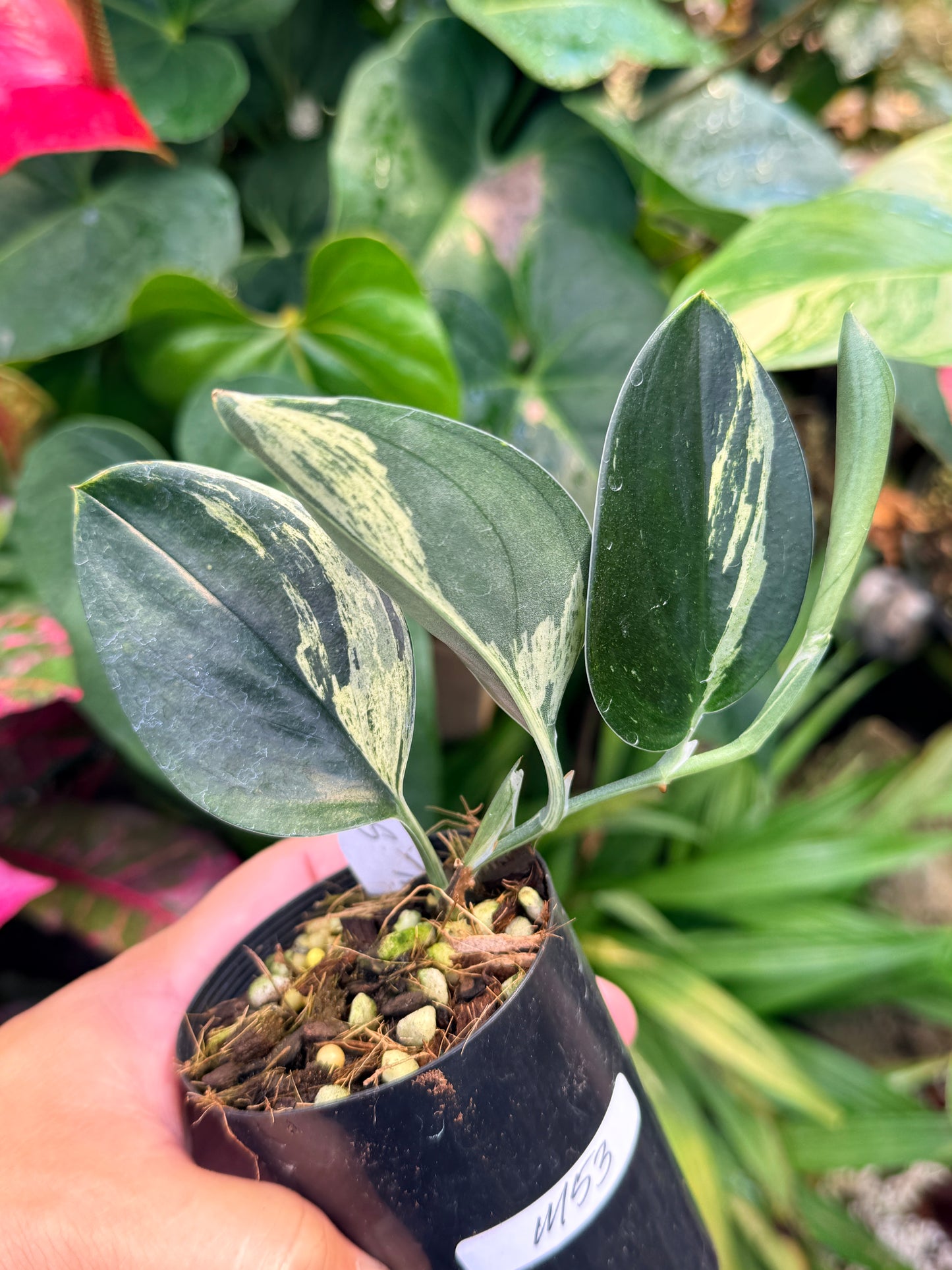 Scindapsus treubii Dark Form Variegated M53