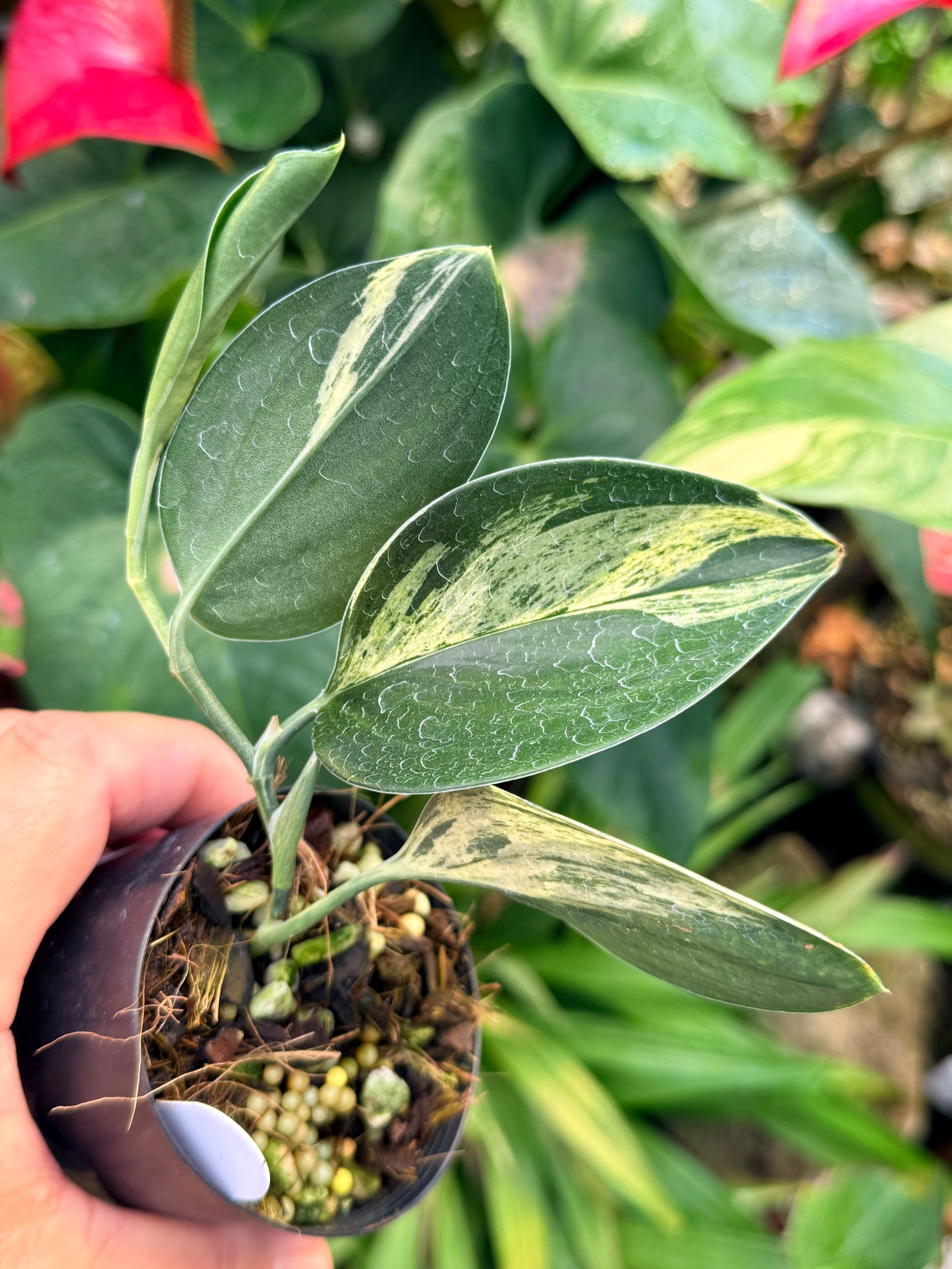 Scindapsus treubii Dark Form Variegated M53