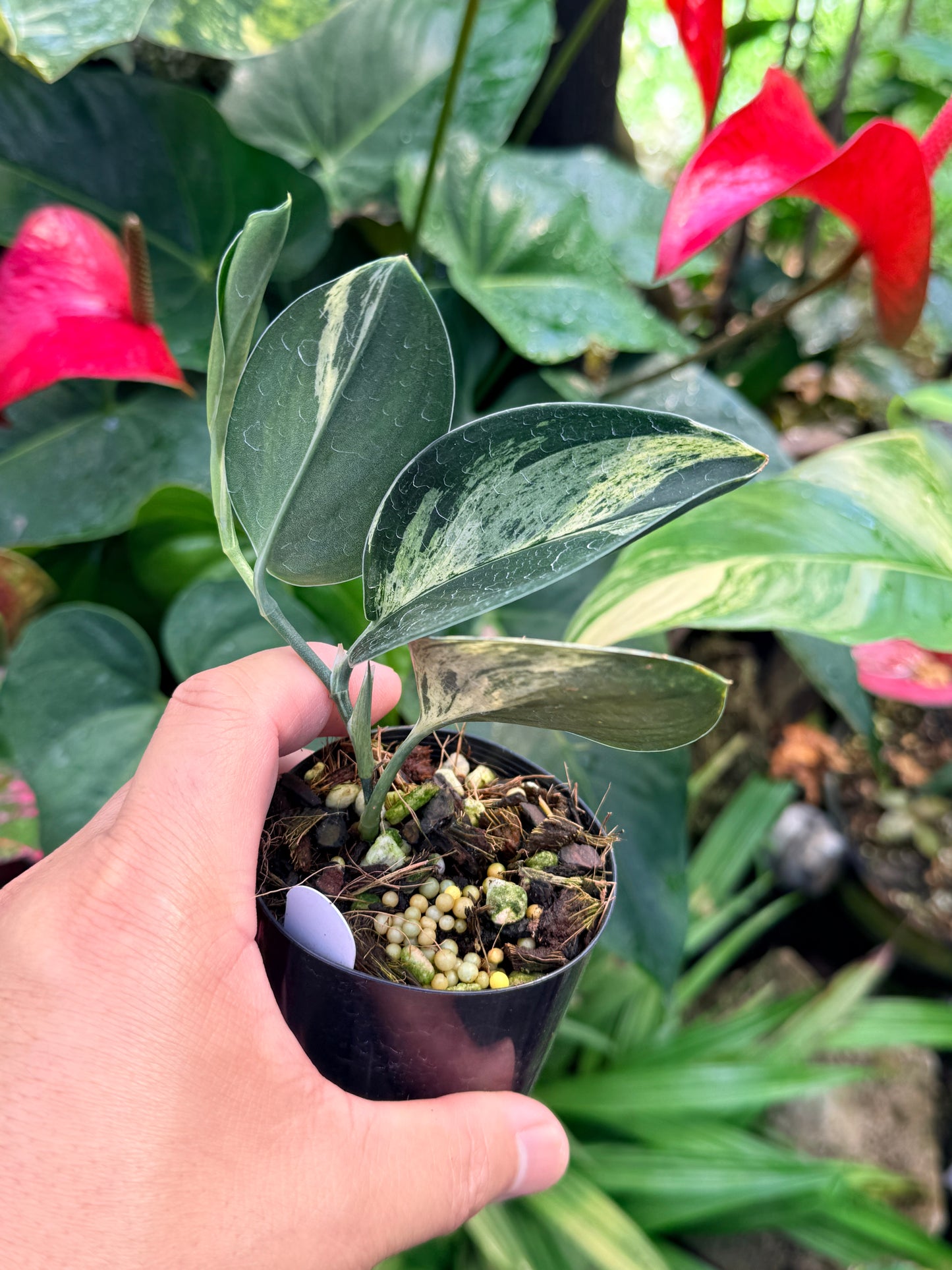 Scindapsus treubii Dark Form Variegated M53