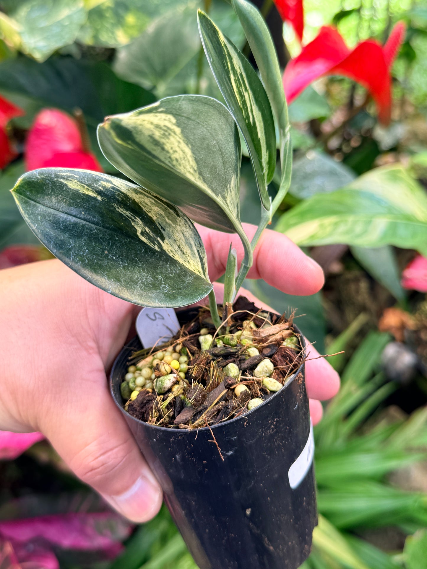 Scindapsus treubii Dark Form Variegated M53