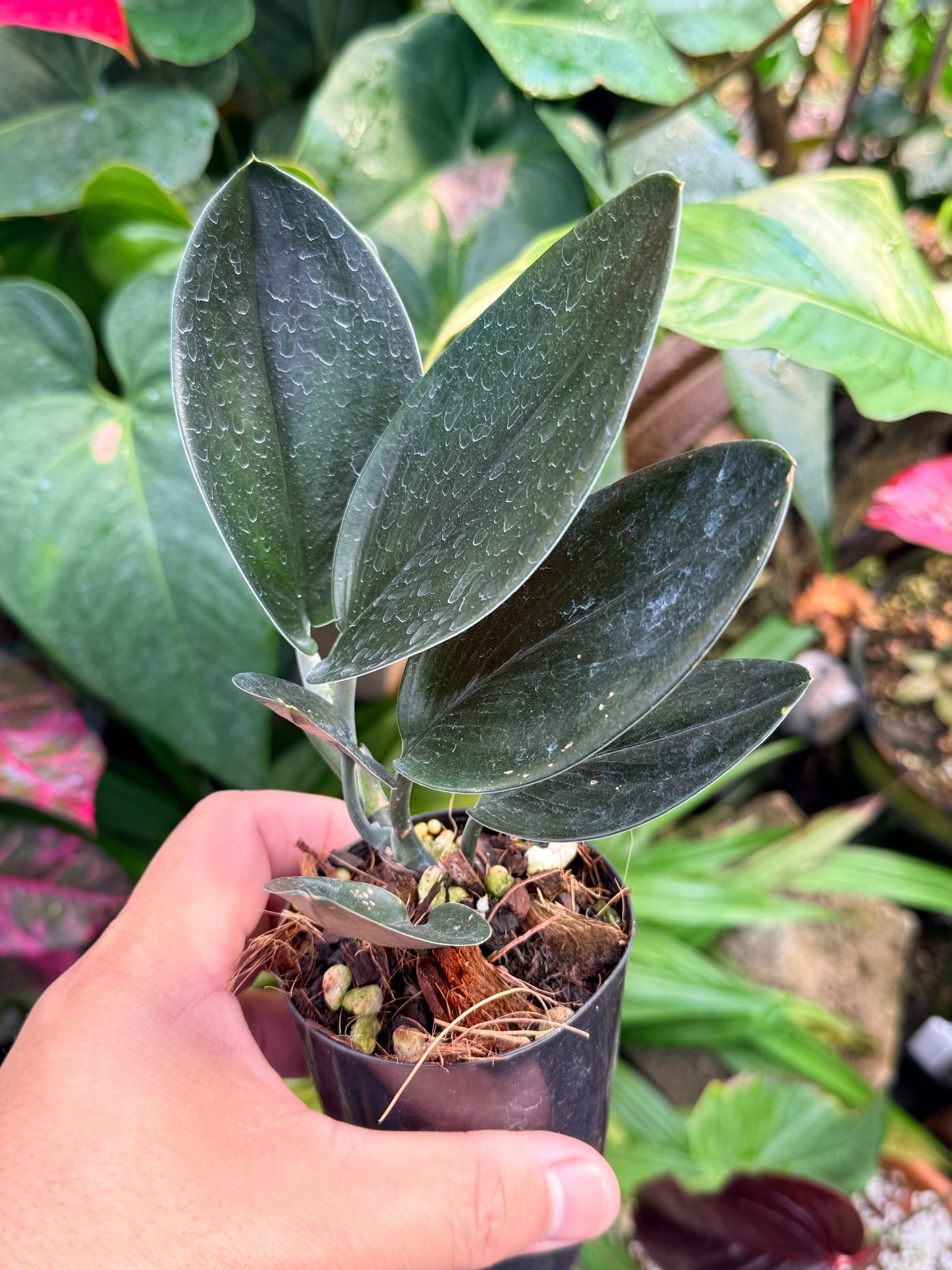 Scindapsus treubii 'Dark Form' M54
