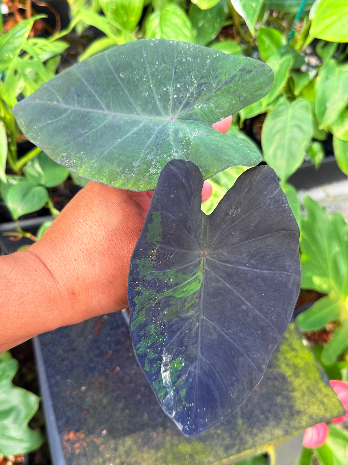 Colocasia 'Black Marble' W17