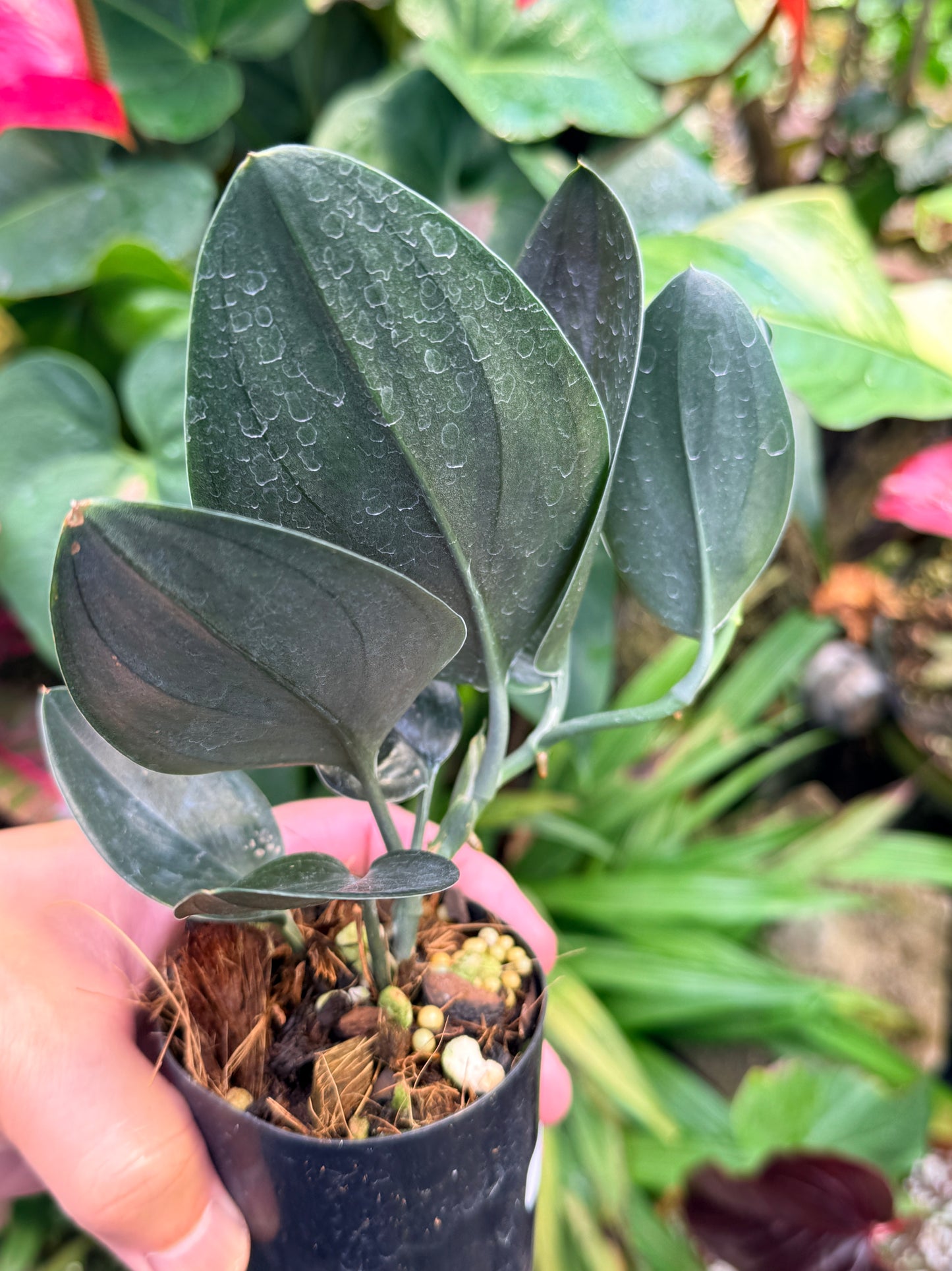 Scindapsus treubii 'Dark Form' M54
