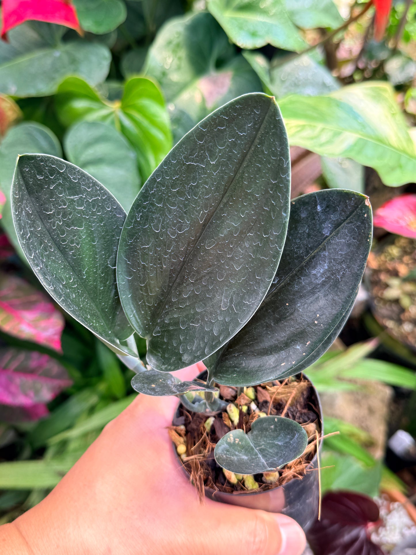 Scindapsus treubii 'Dark Form' M54