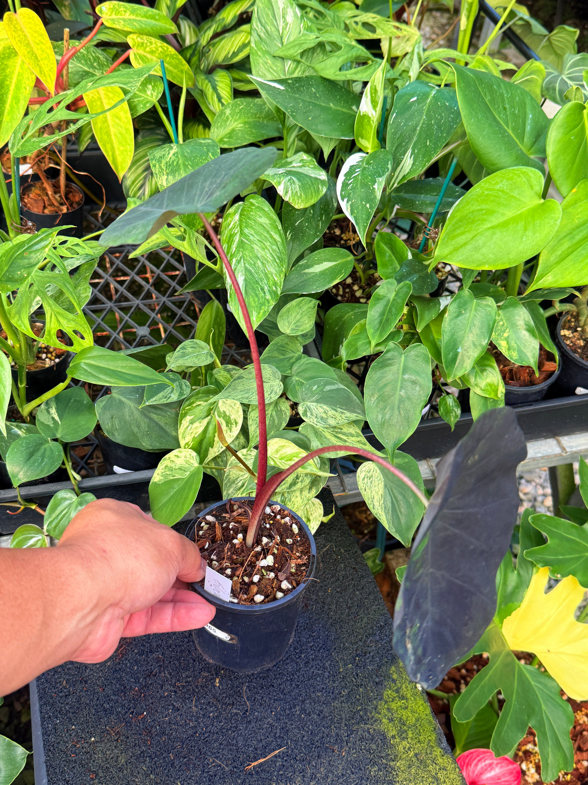 Colocasia 'Black Marble' W17