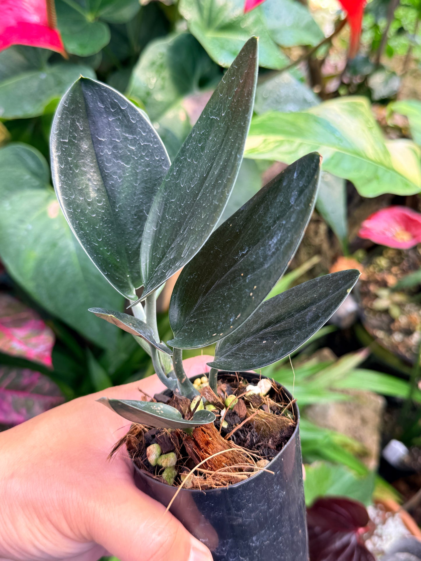Scindapsus treubii 'Dark Form' M54