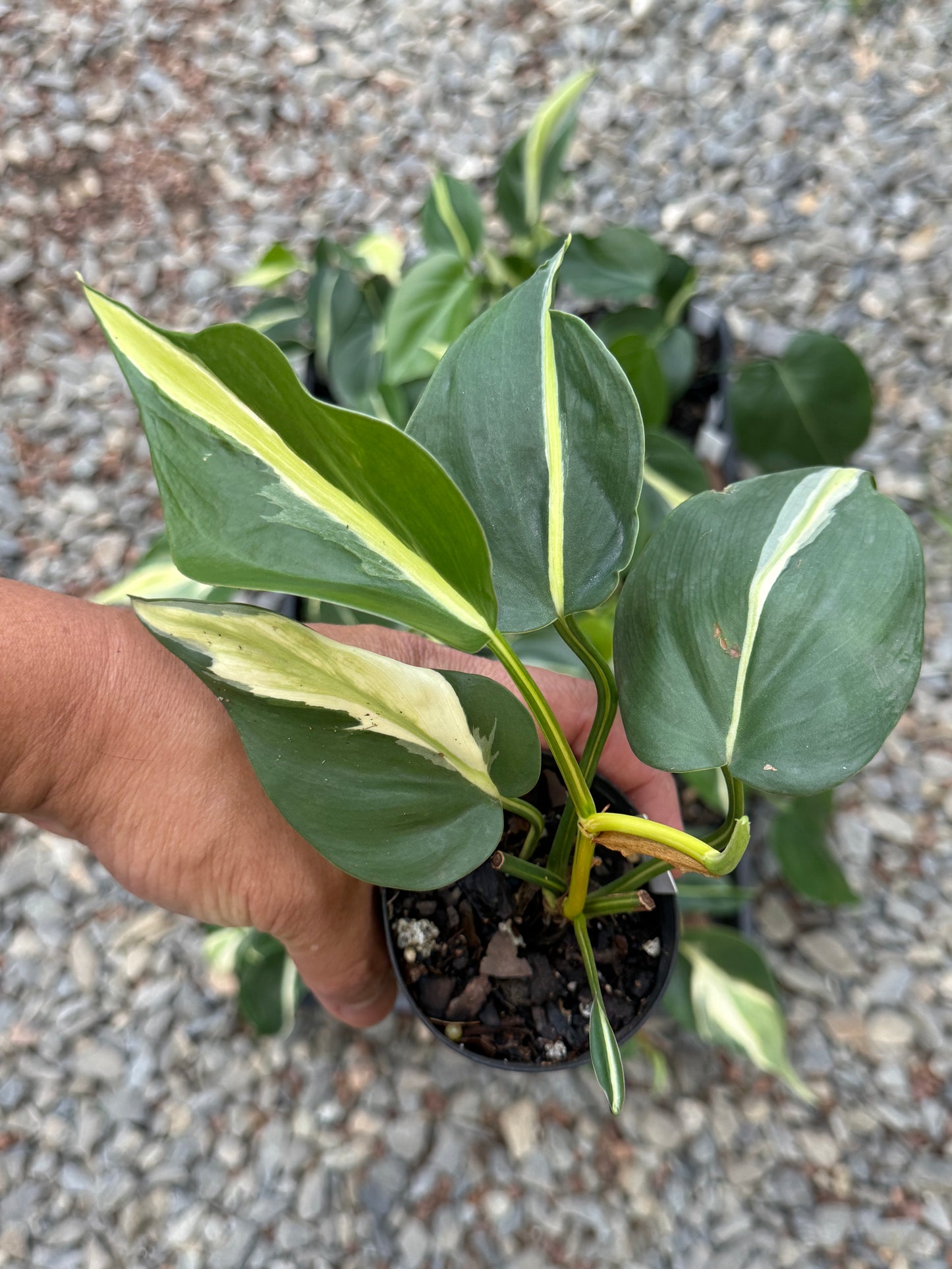 Philodendron hederaceum Rio