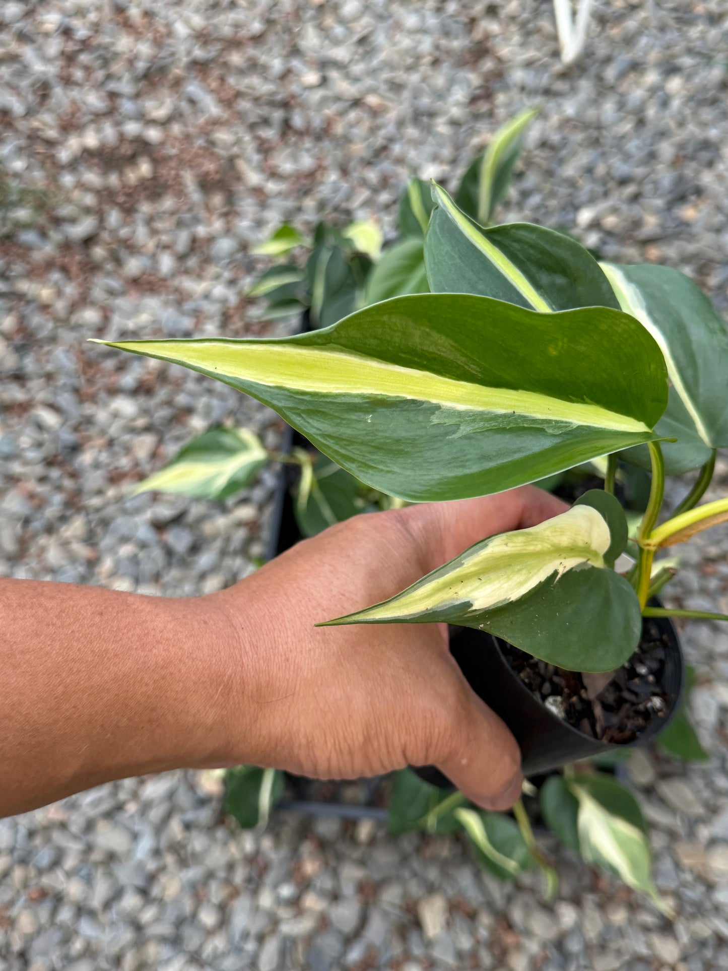 Philodendron hederaceum Rio