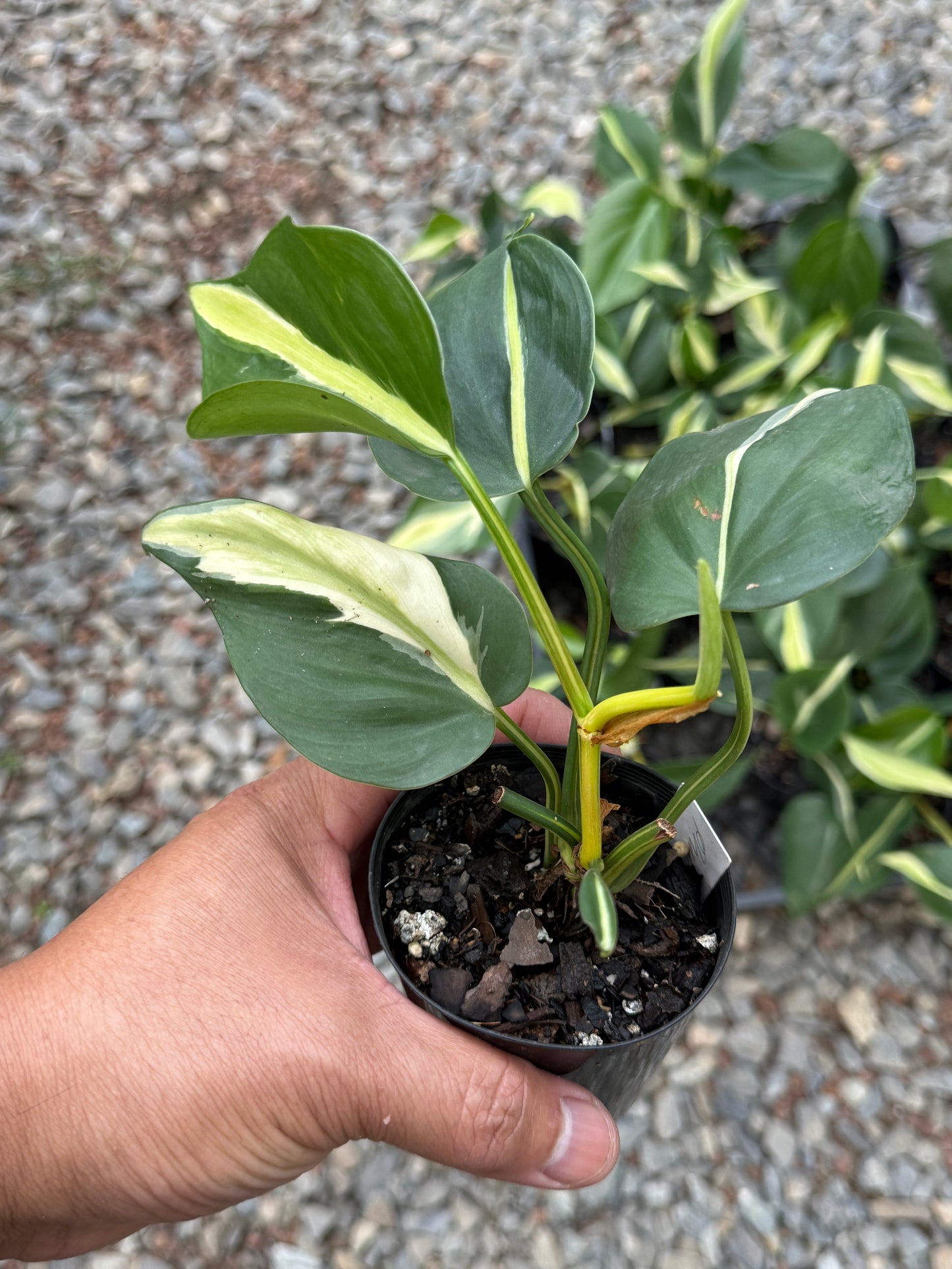 Philodendron hederaceum Rio