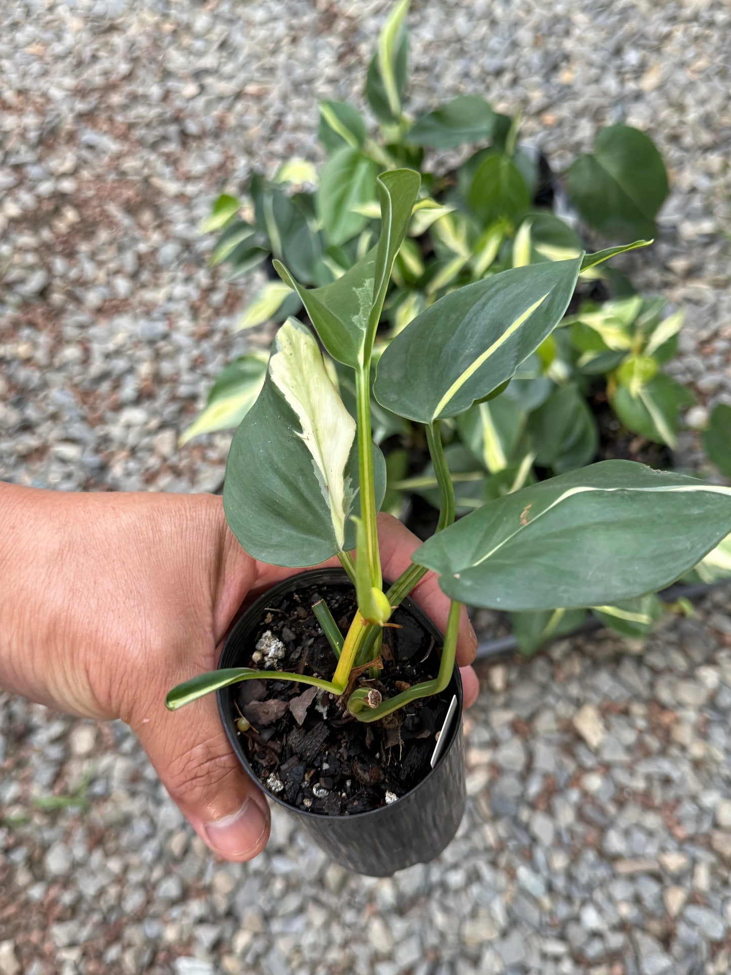 Philodendron hederaceum Rio