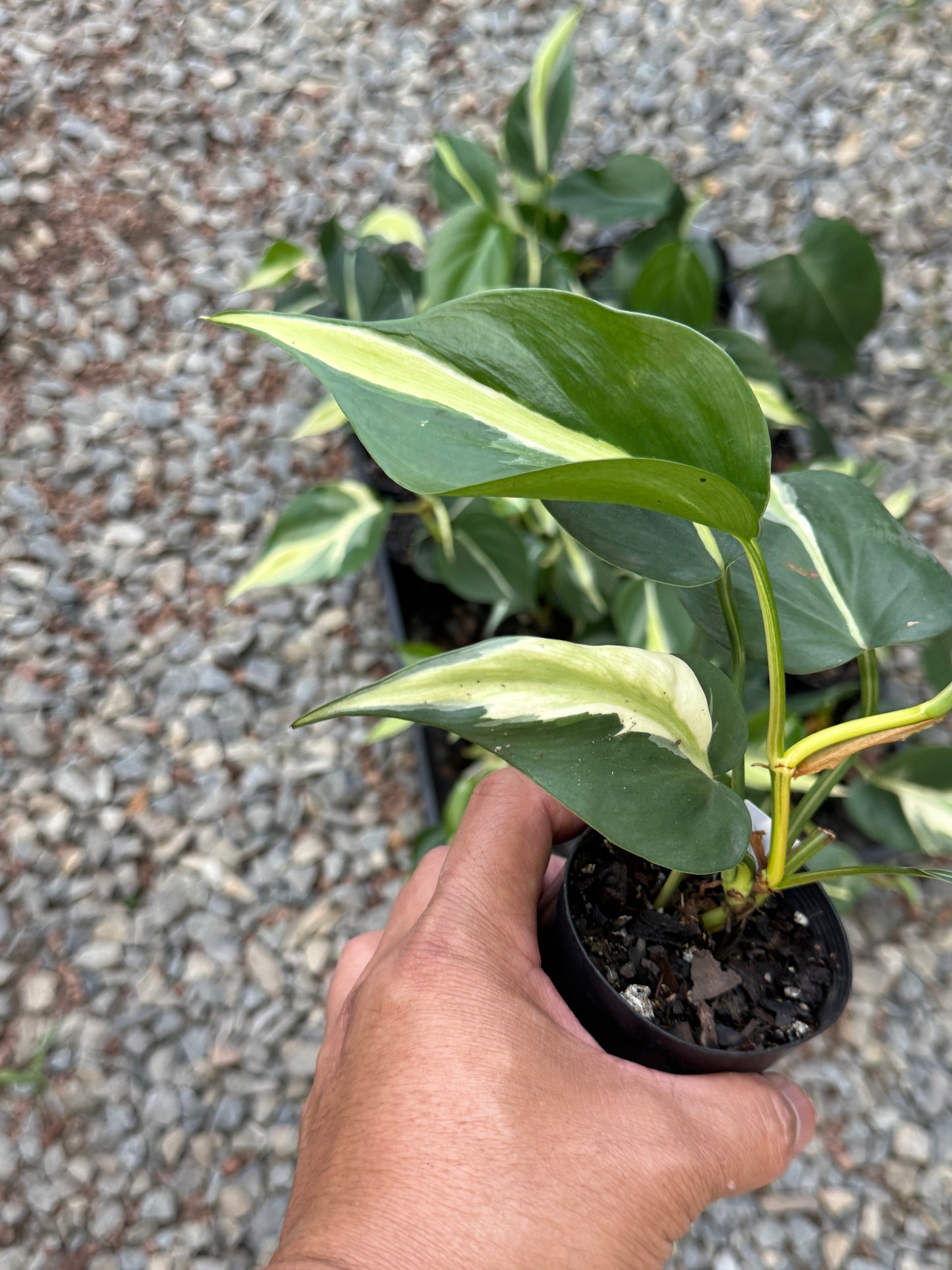 Philodendron hederaceum Rio