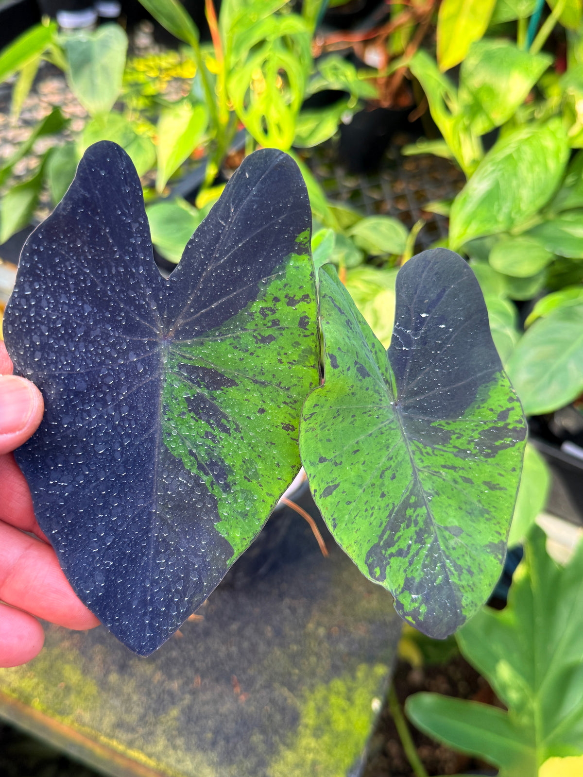 Colocasia 'Black Marble' W13