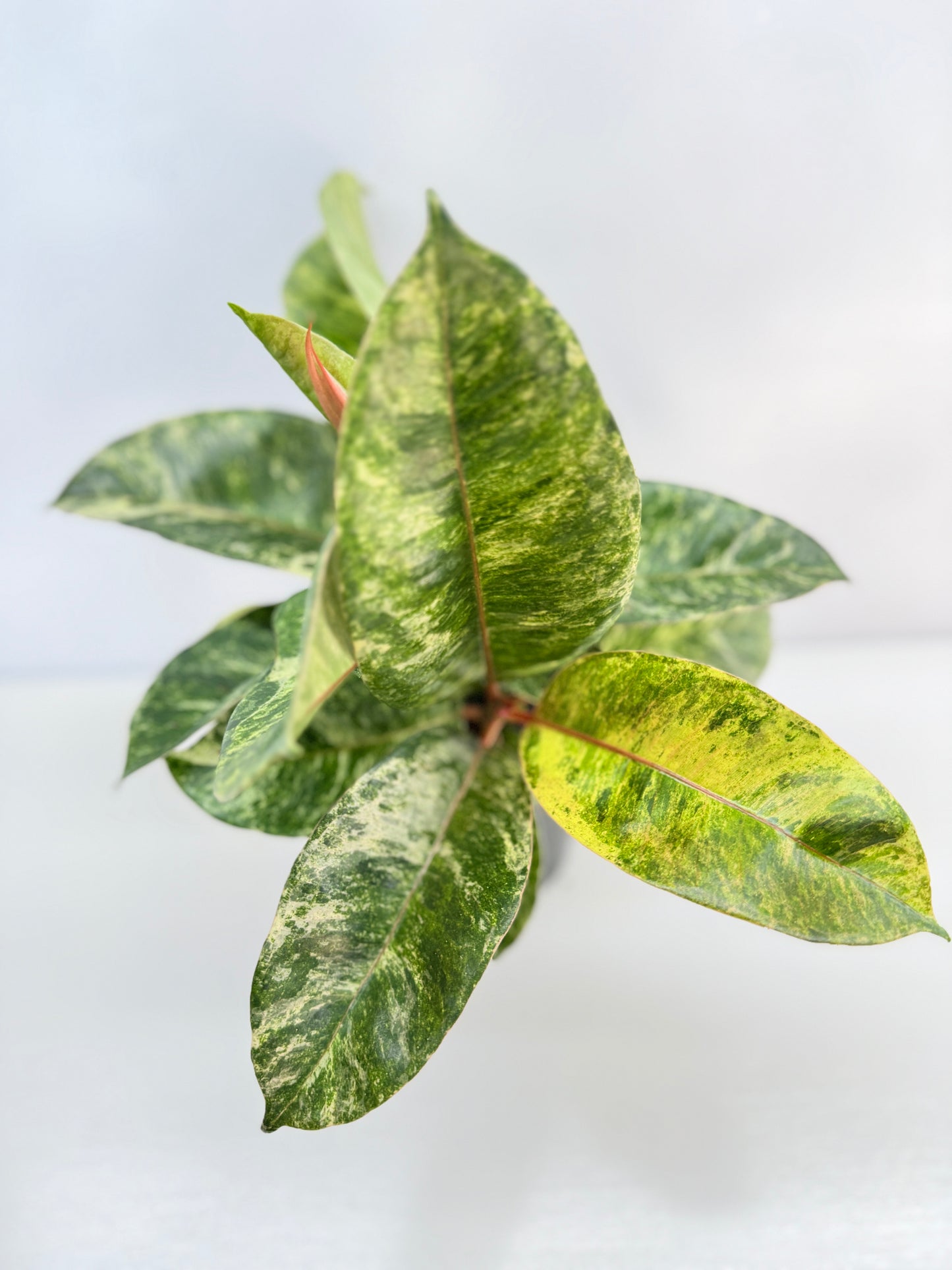 Ficus Shivereana C42