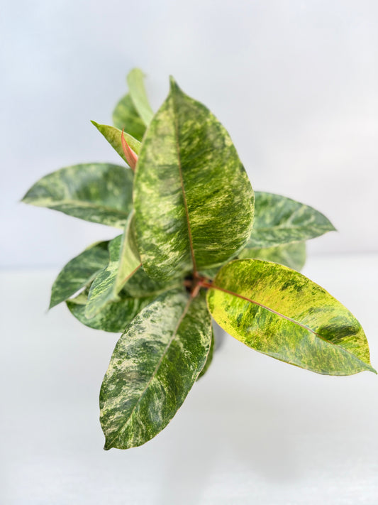 Ficus Shivereana C42