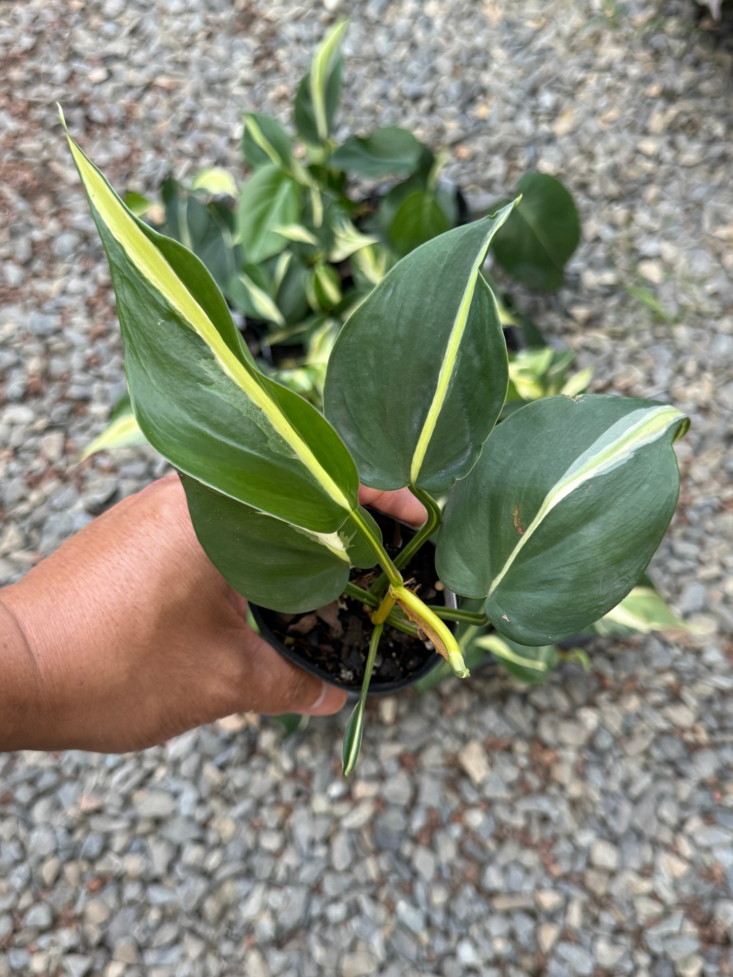 Philodendron hederaceum Rio