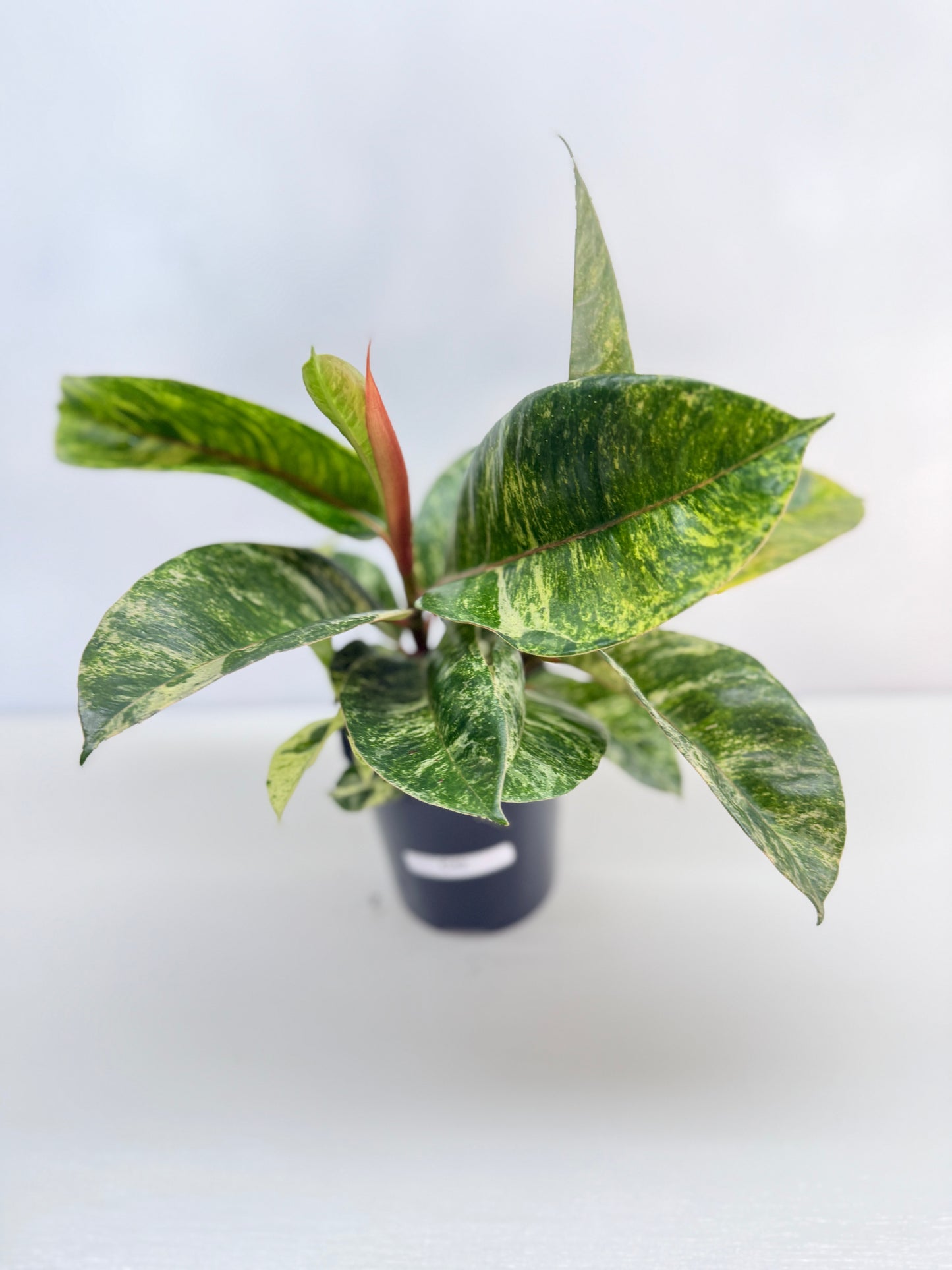 Ficus Shivereana C42