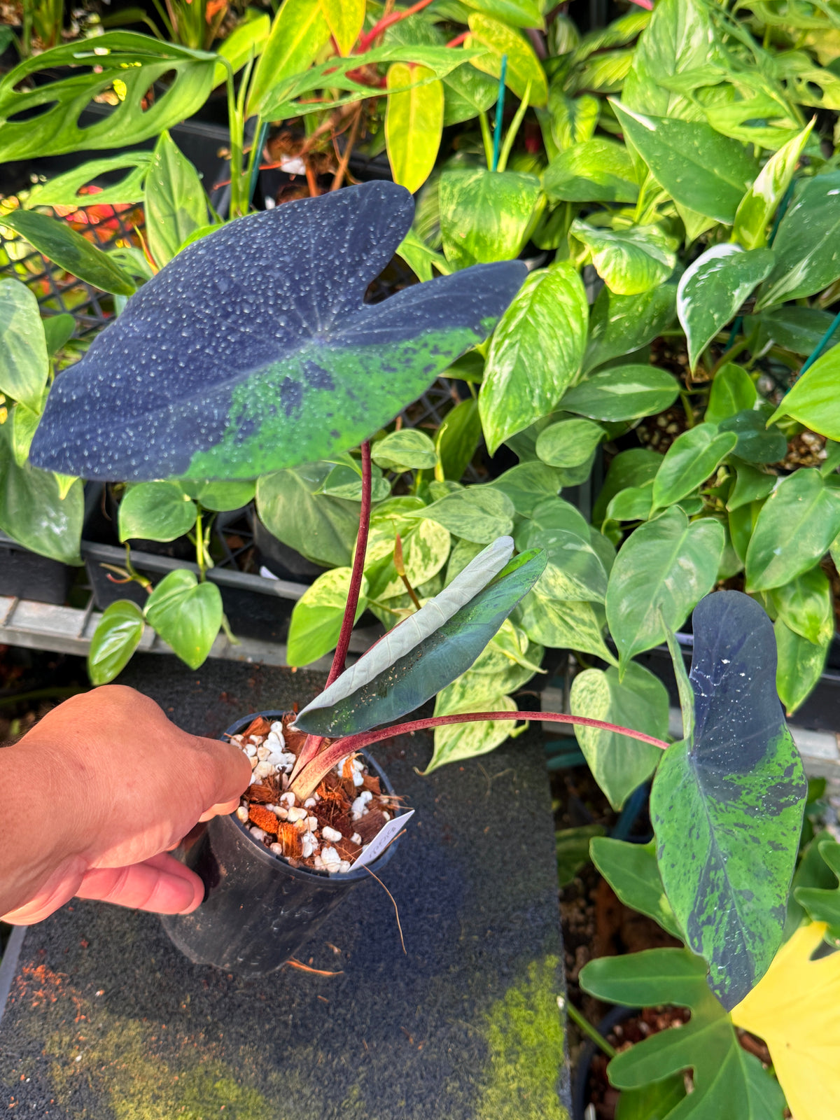 Colocasia 'Black Marble' W13