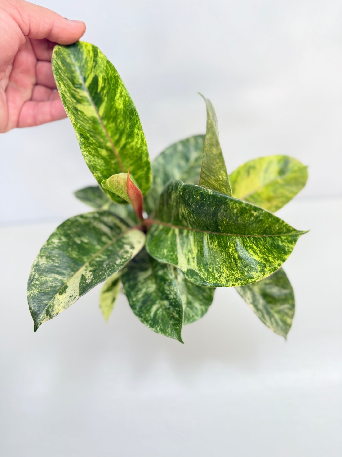 Ficus Shivereana C42