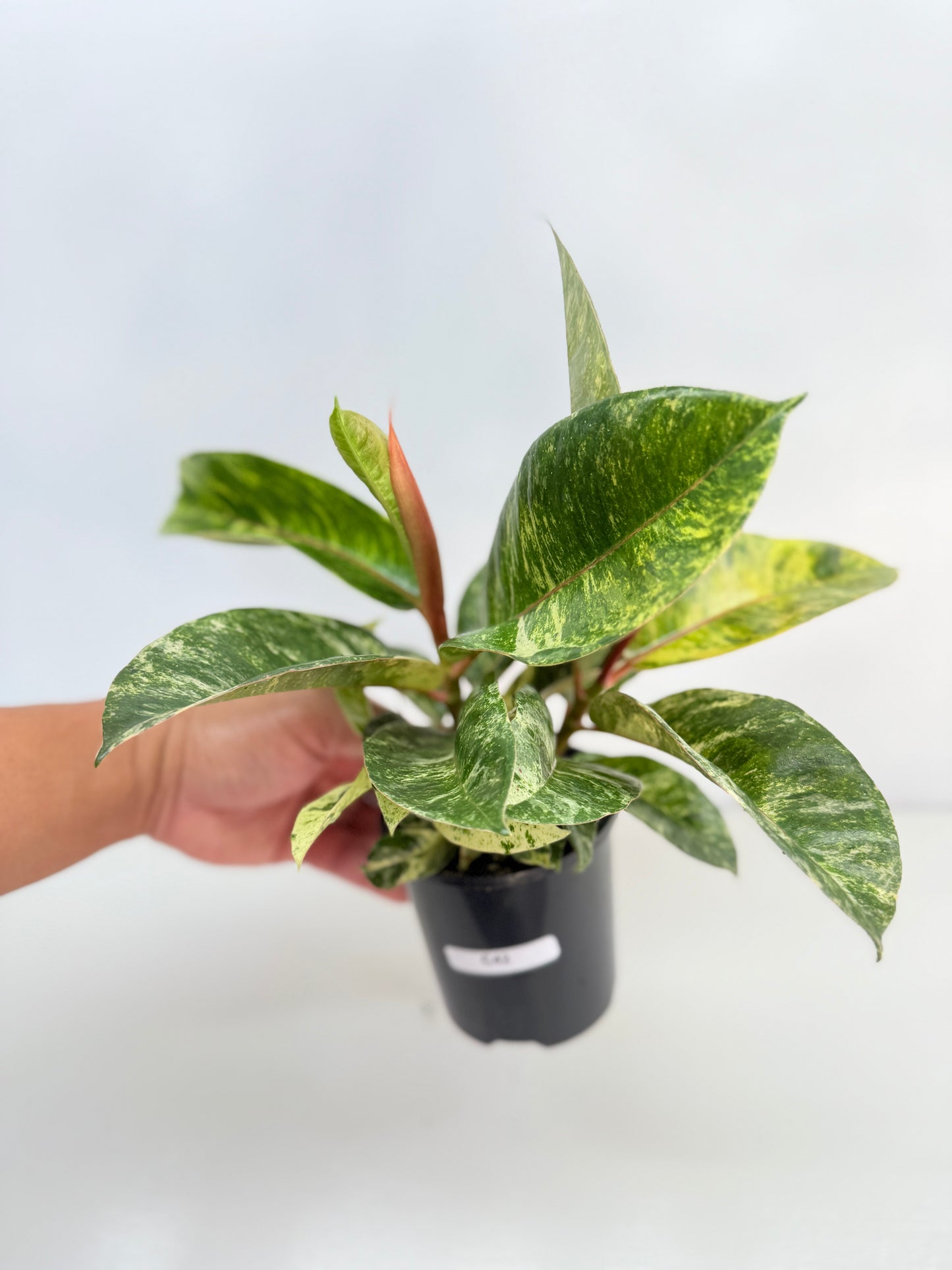 Ficus Shivereana C42