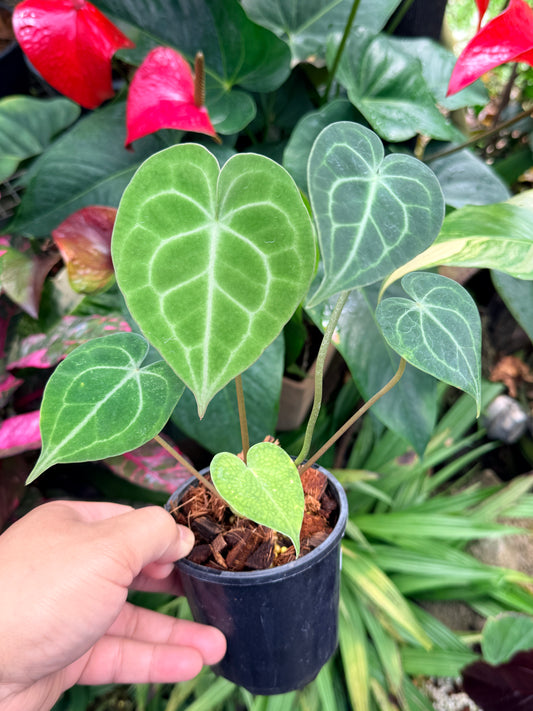 Anthurium  Clarinervium M57