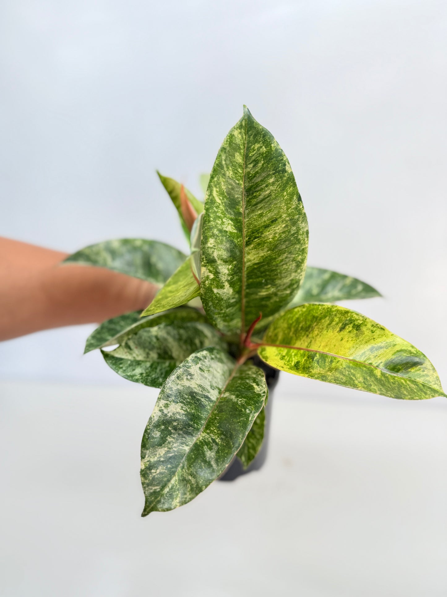 Ficus Shivereana C42