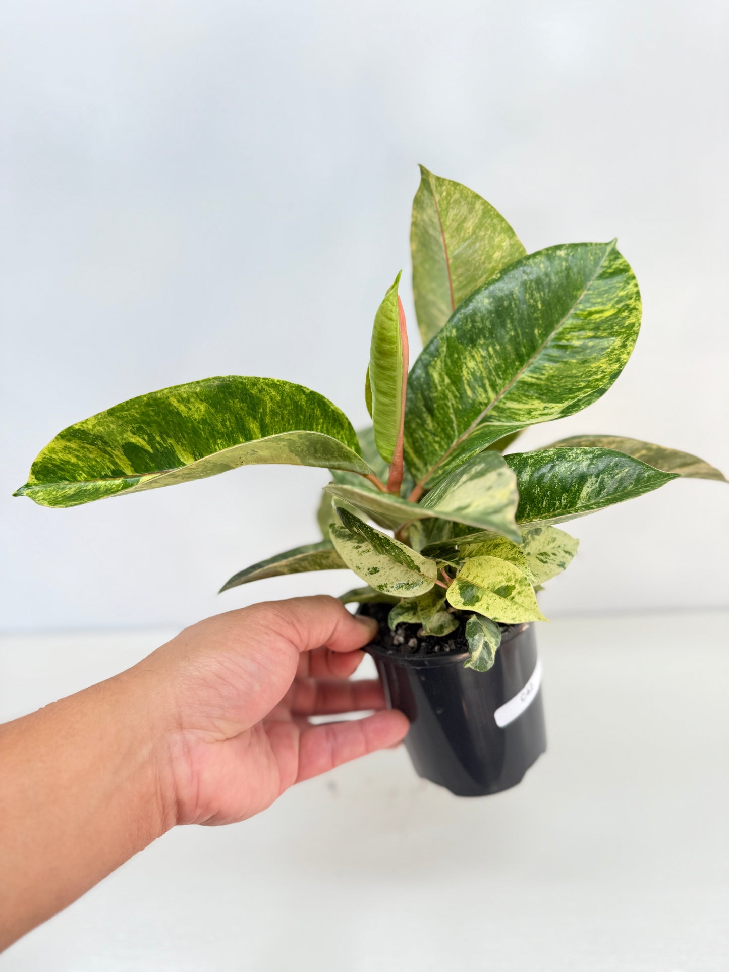 Ficus Shivereana C42