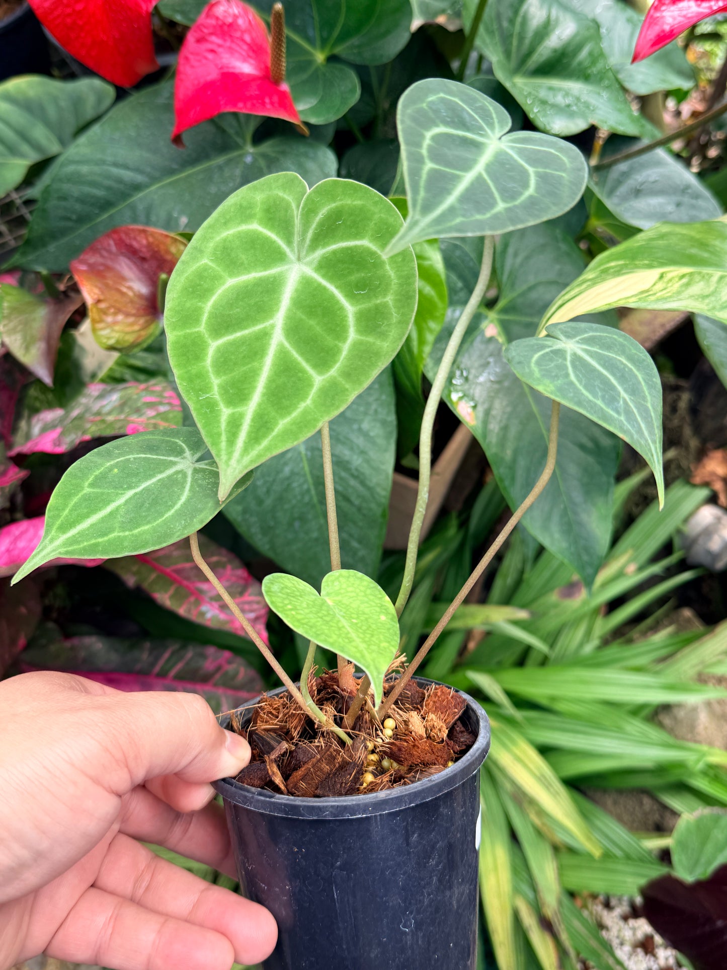 Anthurium  Clarinervium M57